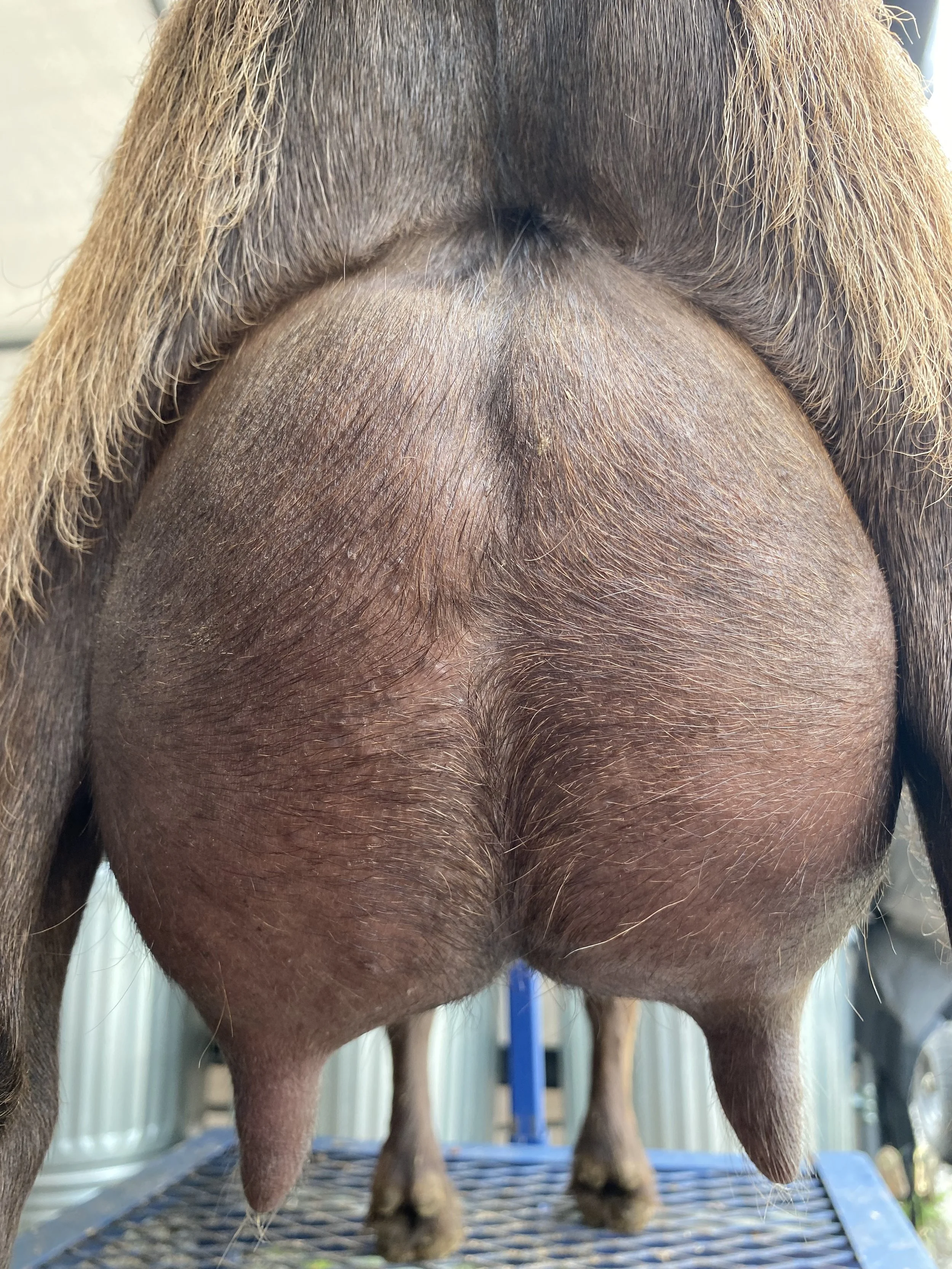 Rona, photo taken 05/20/2025