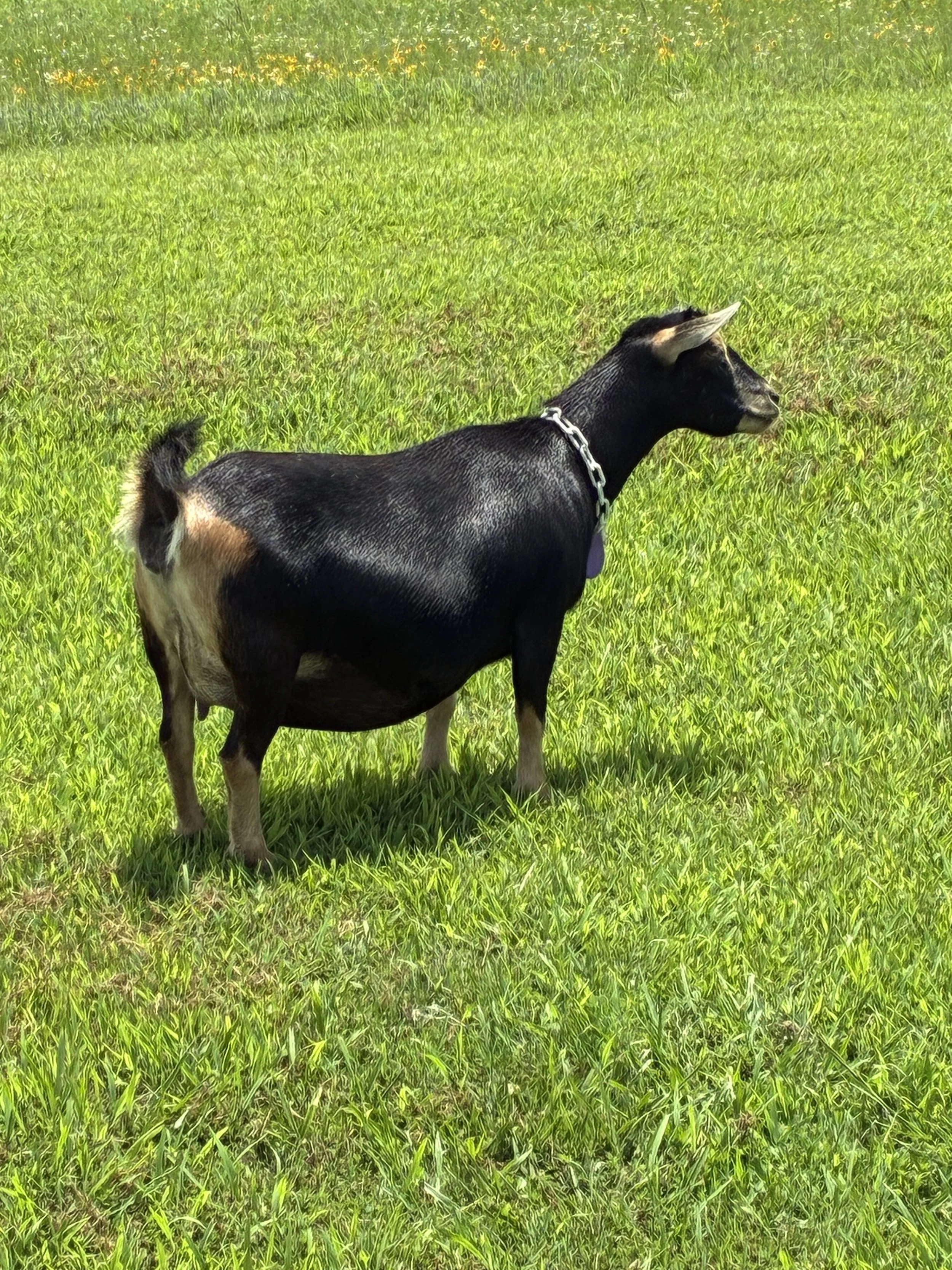 Chunky prefresh (2F)  pictured 6/27/25