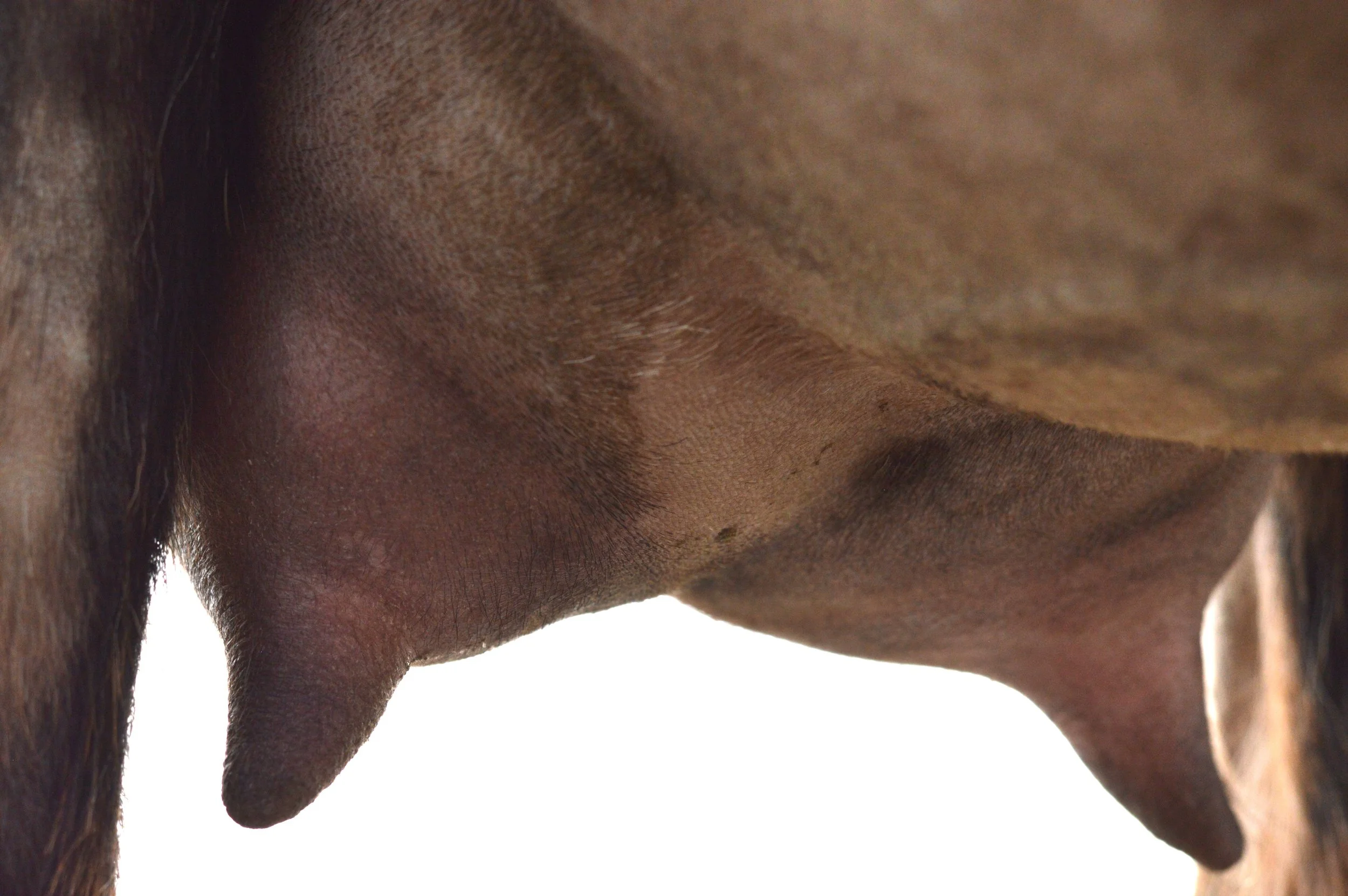 Second freshening, kidded 2/18/23 with triplets, 2 does (1 DOA) & 1 buckling; photo taken 3/1/23