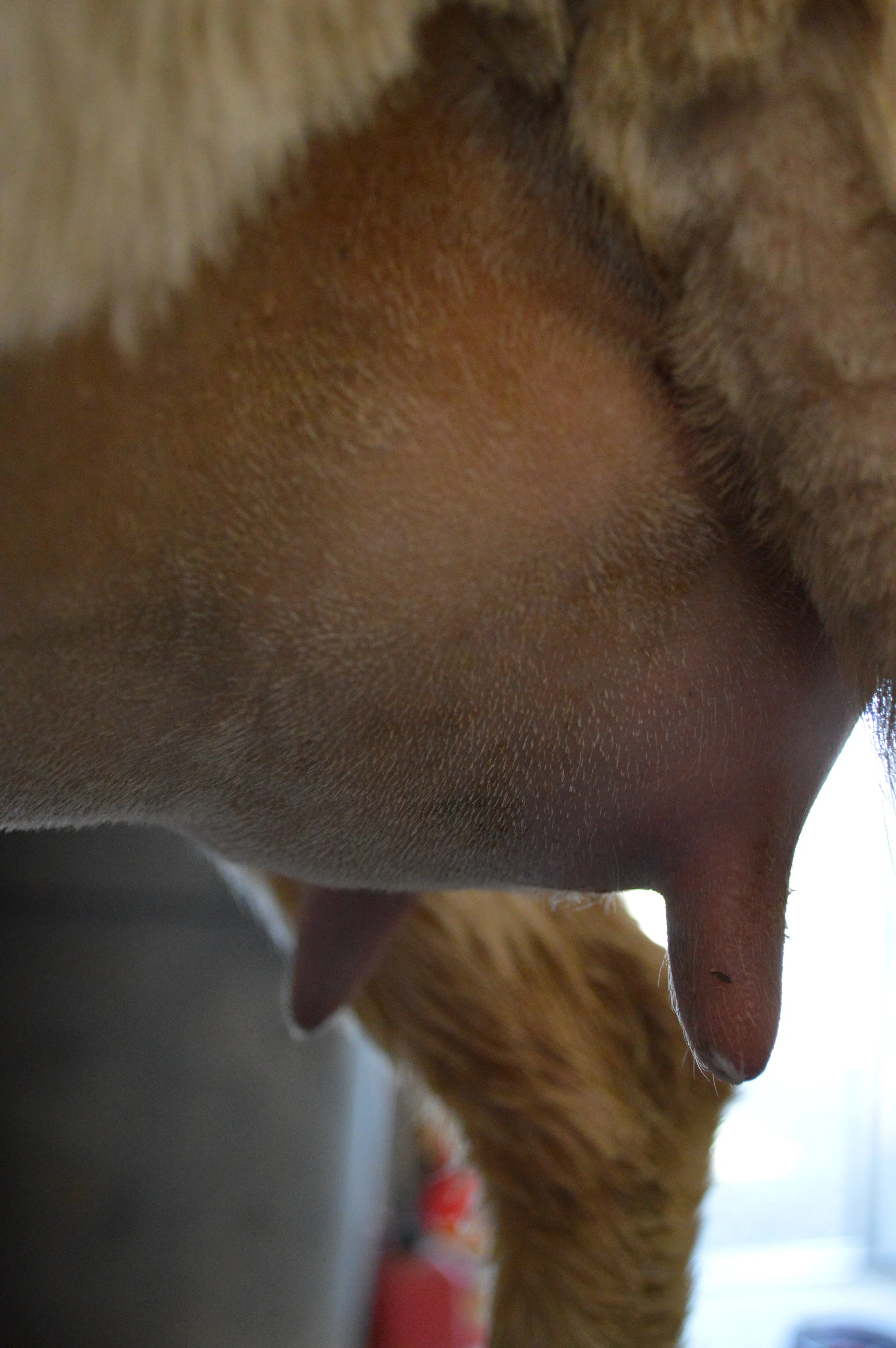 Marigold's first freshening, photo taken 03/28/2022 (freshened 03/14/2022)