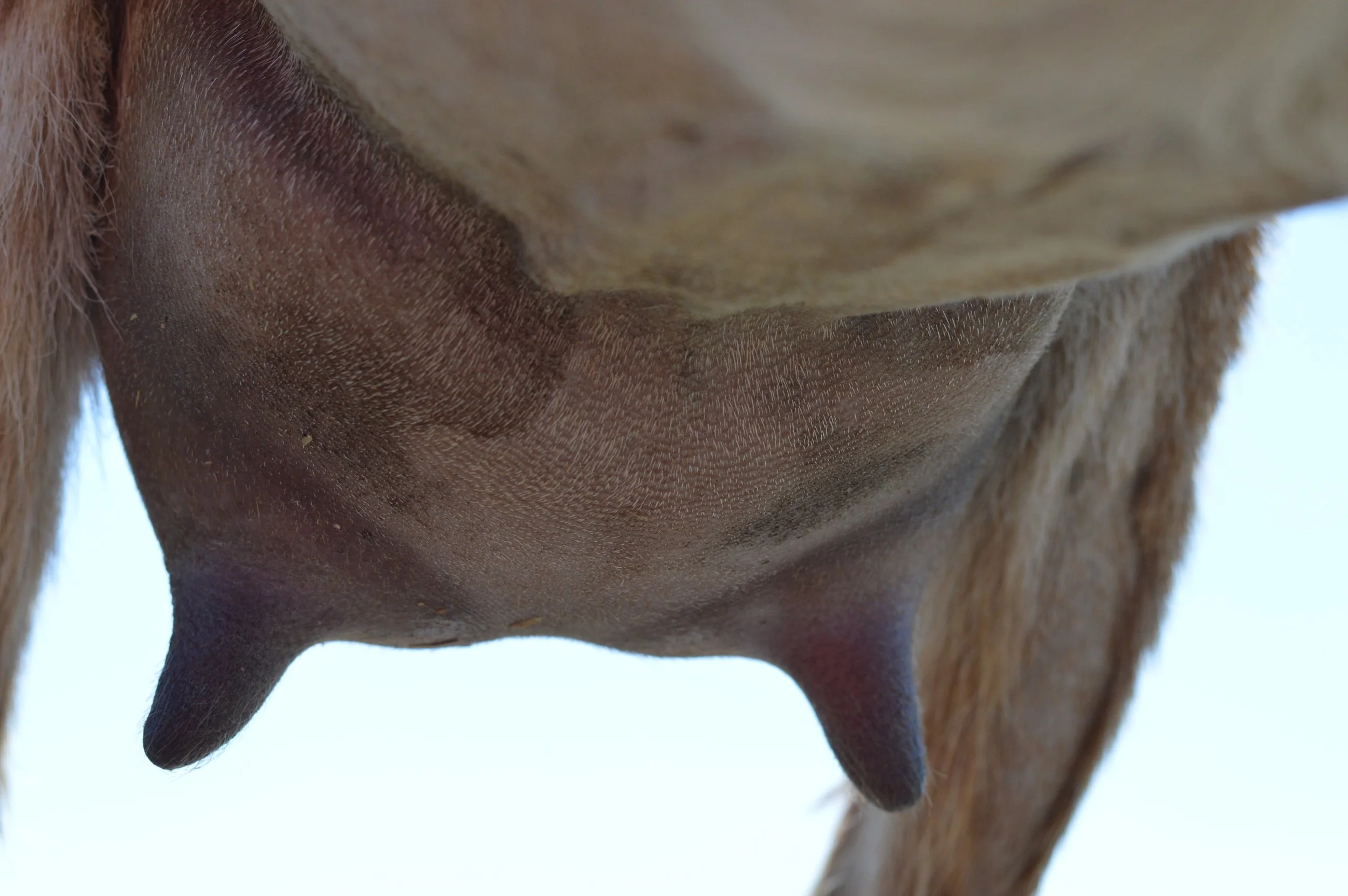 Love's first freshening, photo taken 03/29/2023 (freshened 03/10/2023)