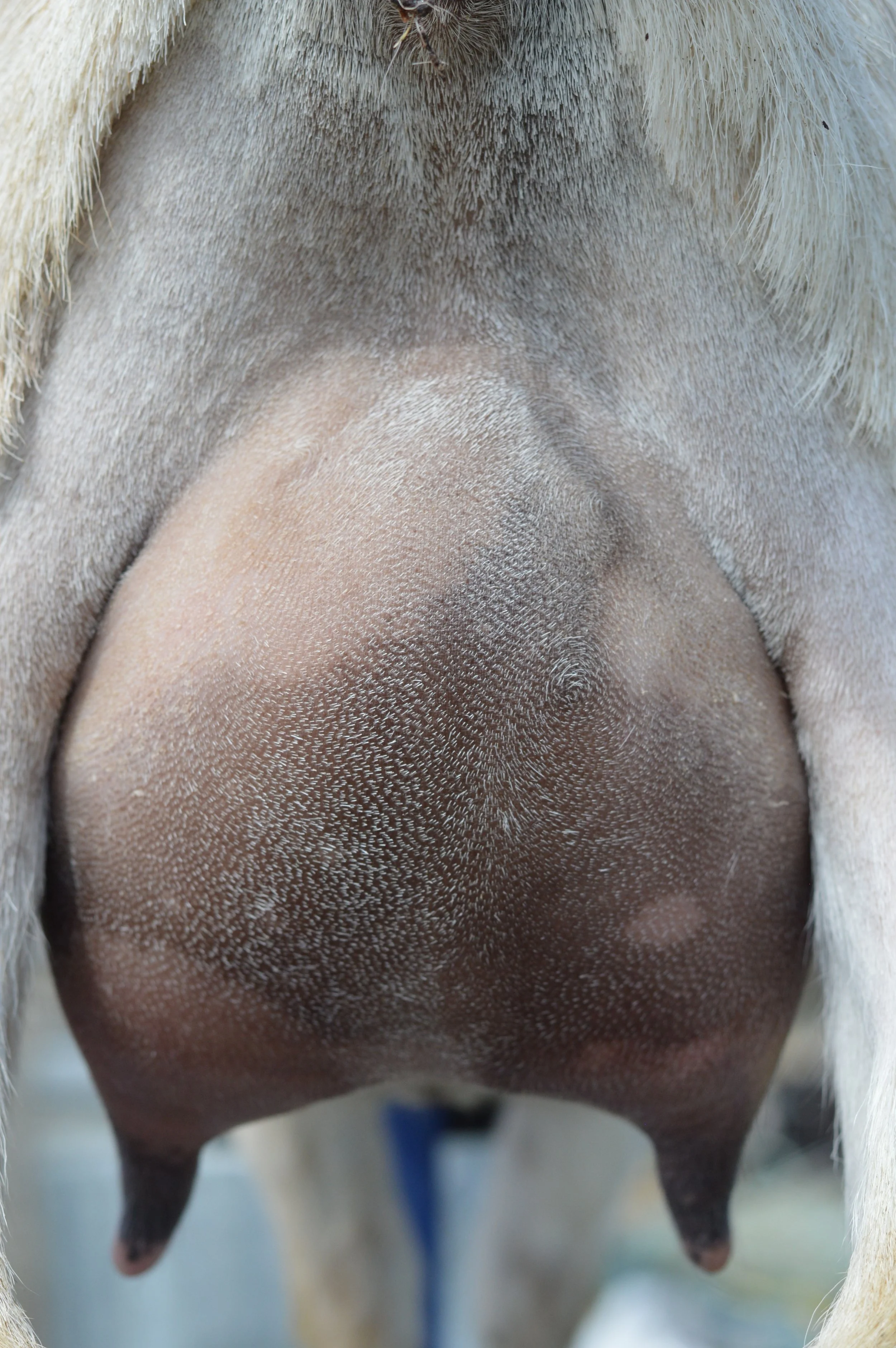 First freshening, kidded 3/14/23 with triplets; photo taken 3/30/23 