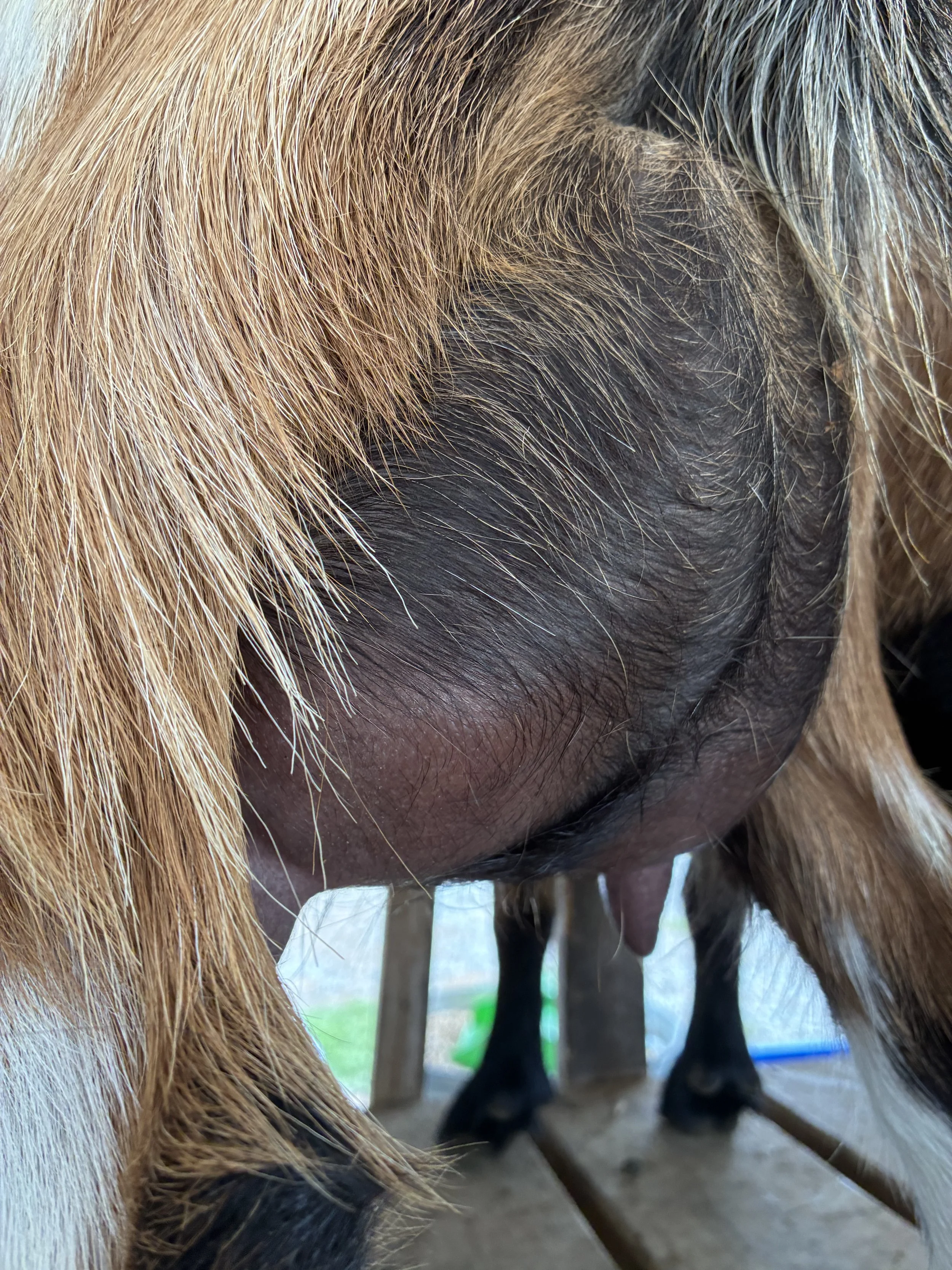 Quita (FF) pictured 9/04/2025, freshened 6/10/2025