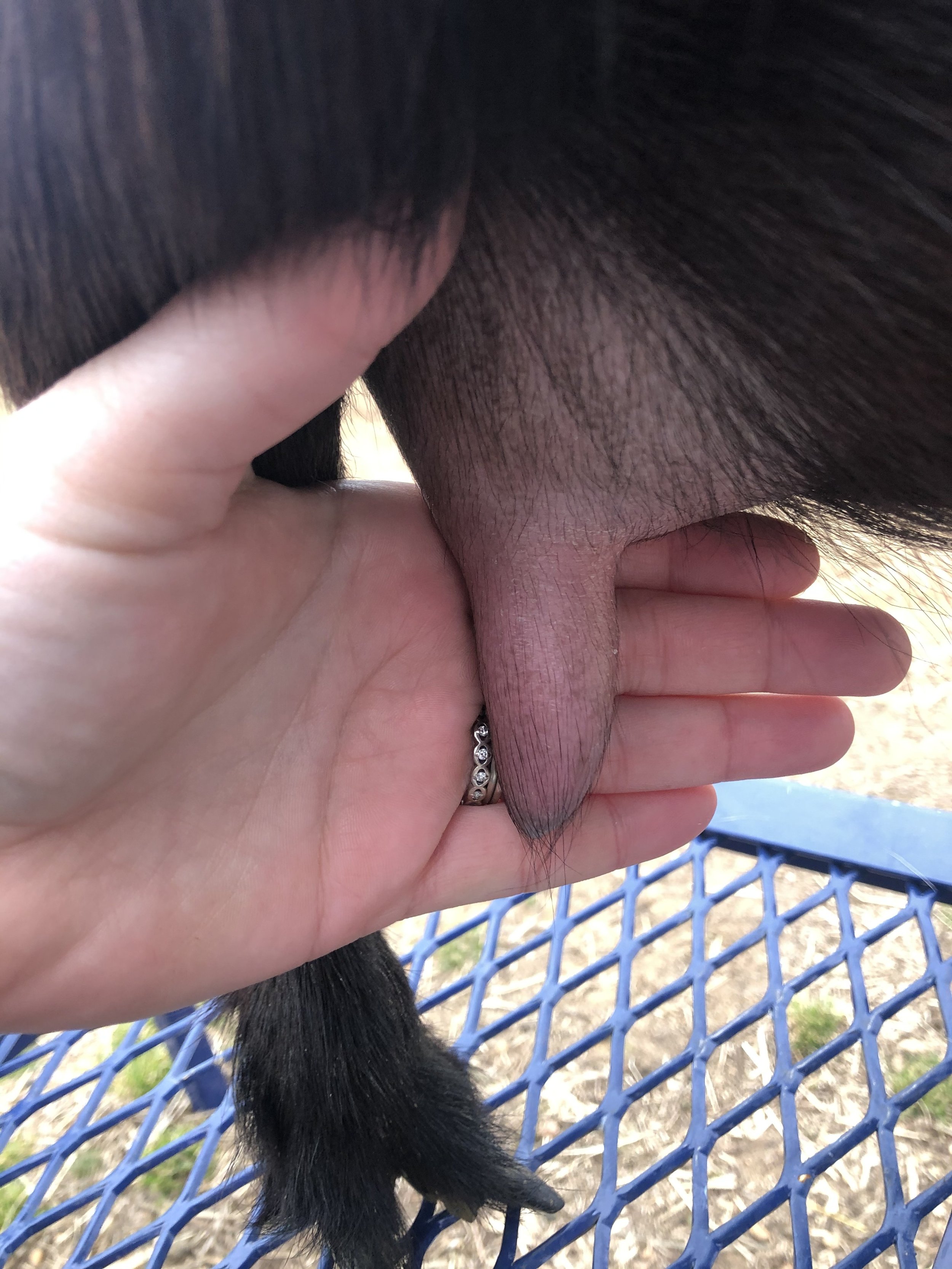 Halo's third freshening, photo taken 02/12/2022 (freshened 02/04/2022)