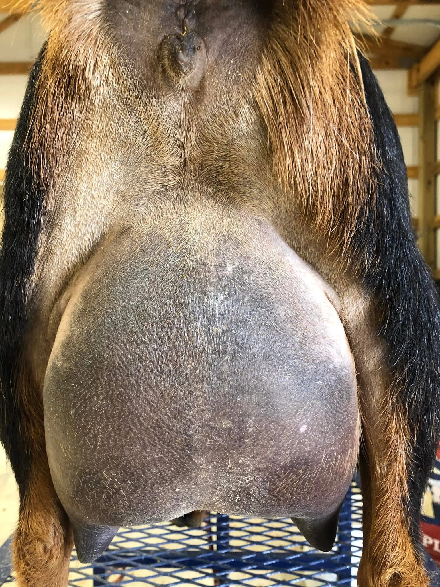 Chandelier's 3rd or 4th freshening, photo taken 03/08/2022 (freshened 02/27/2022)