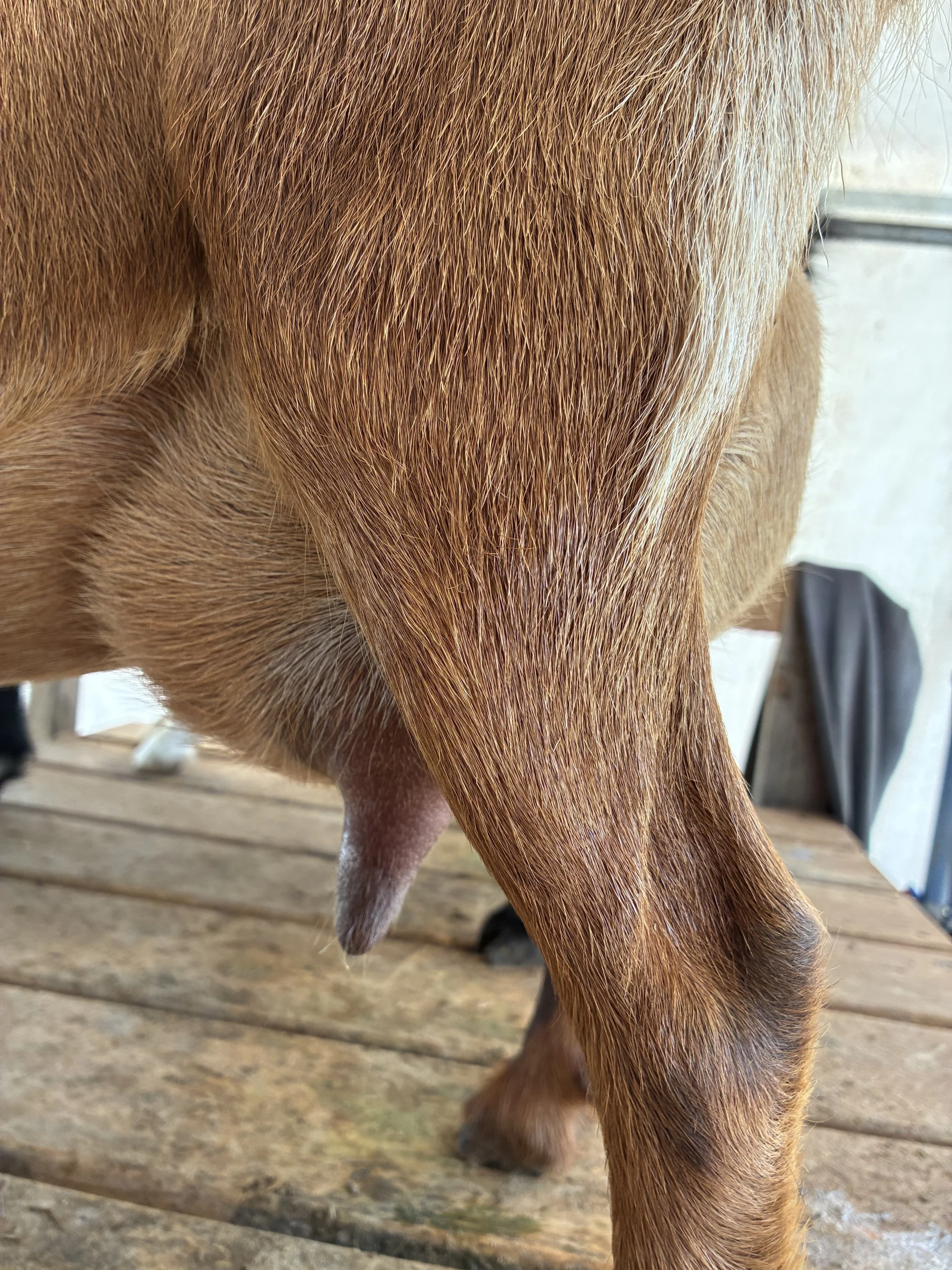 Love (3F) pictured 9/4/25