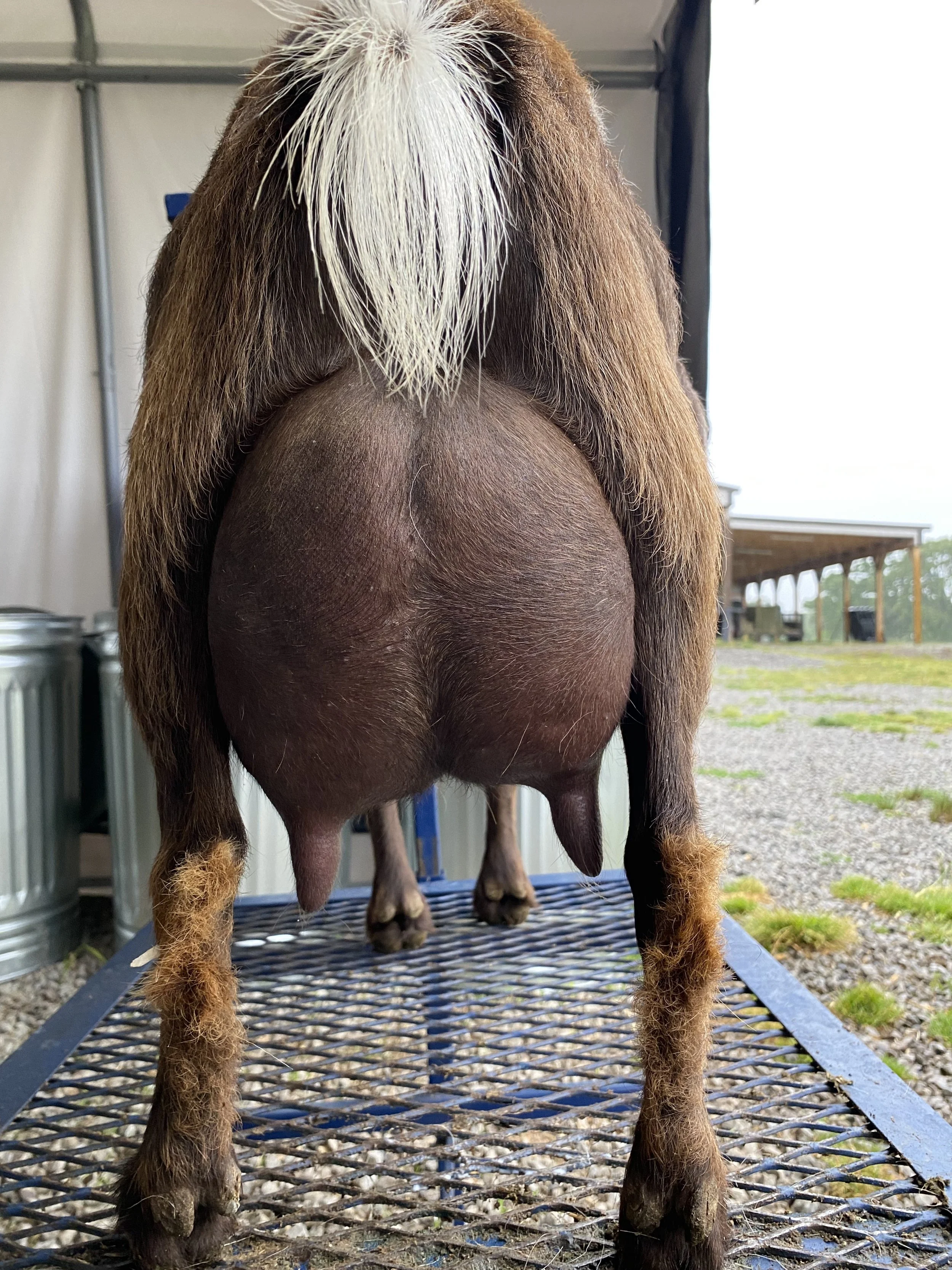 Rona, photo taken 05/12/2025