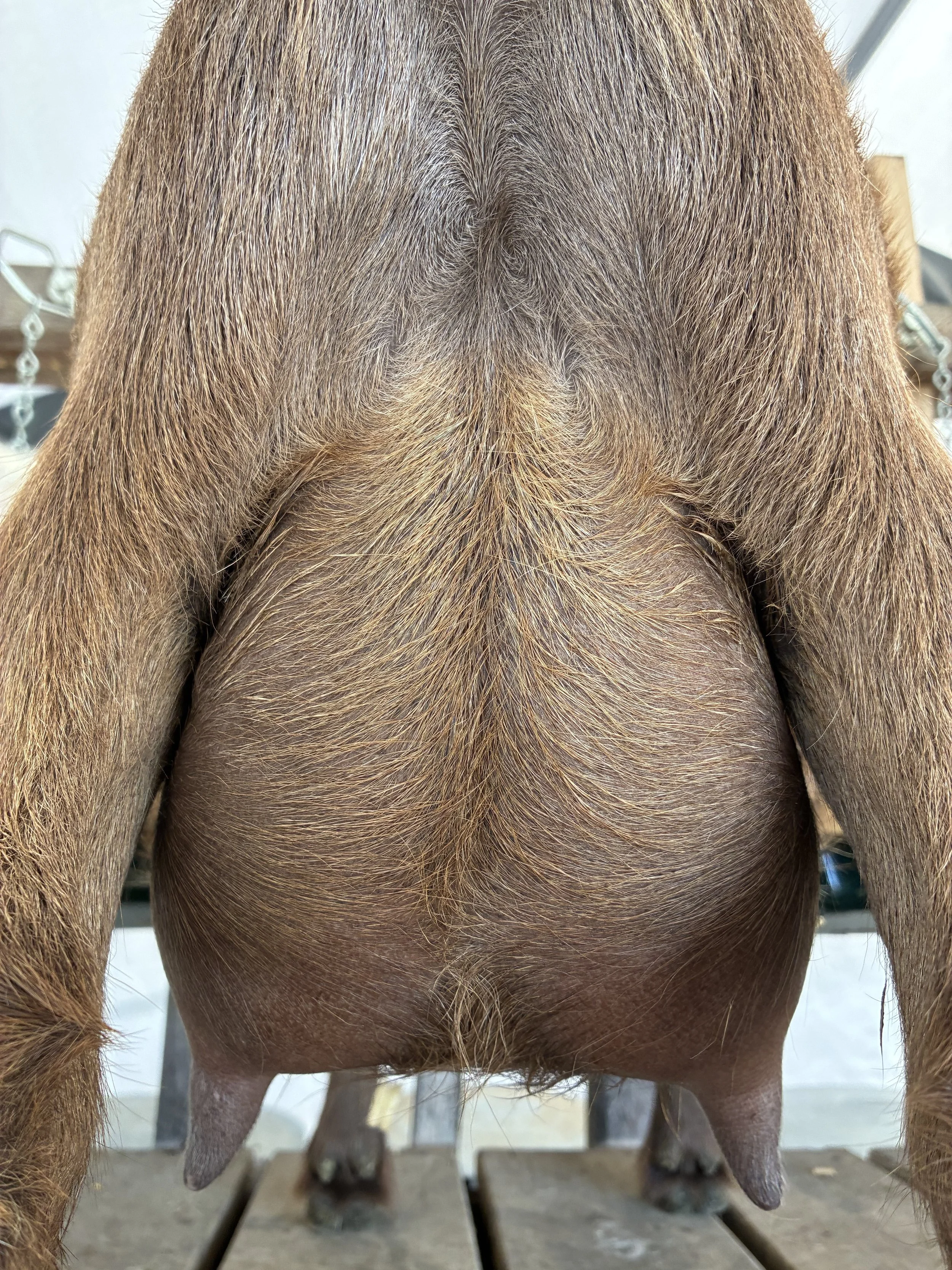 Luna (3F) pictured 7/18/25