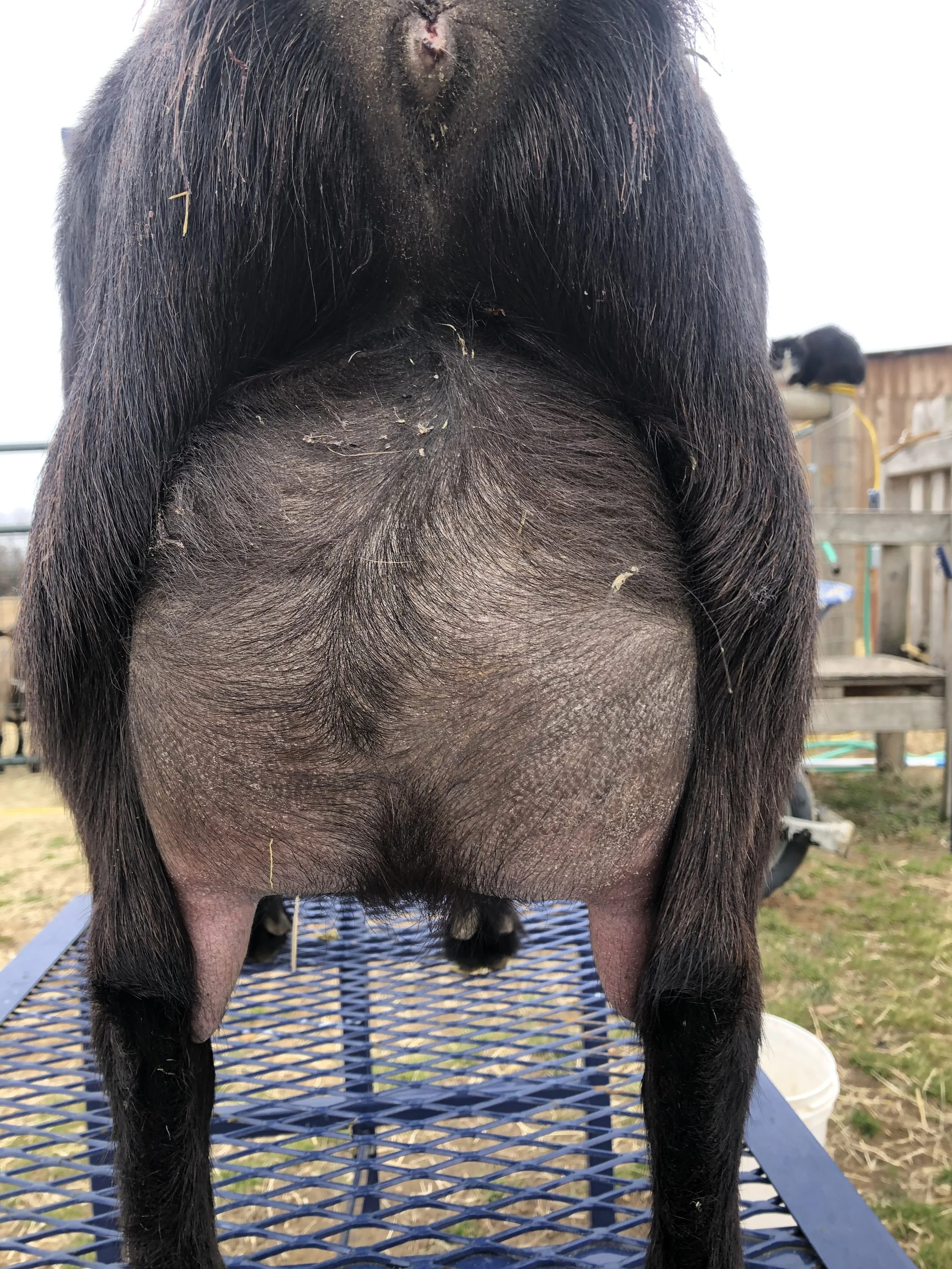 Halo's third freshening, photo taken 02/12/2022 (freshened 02/04/2022)