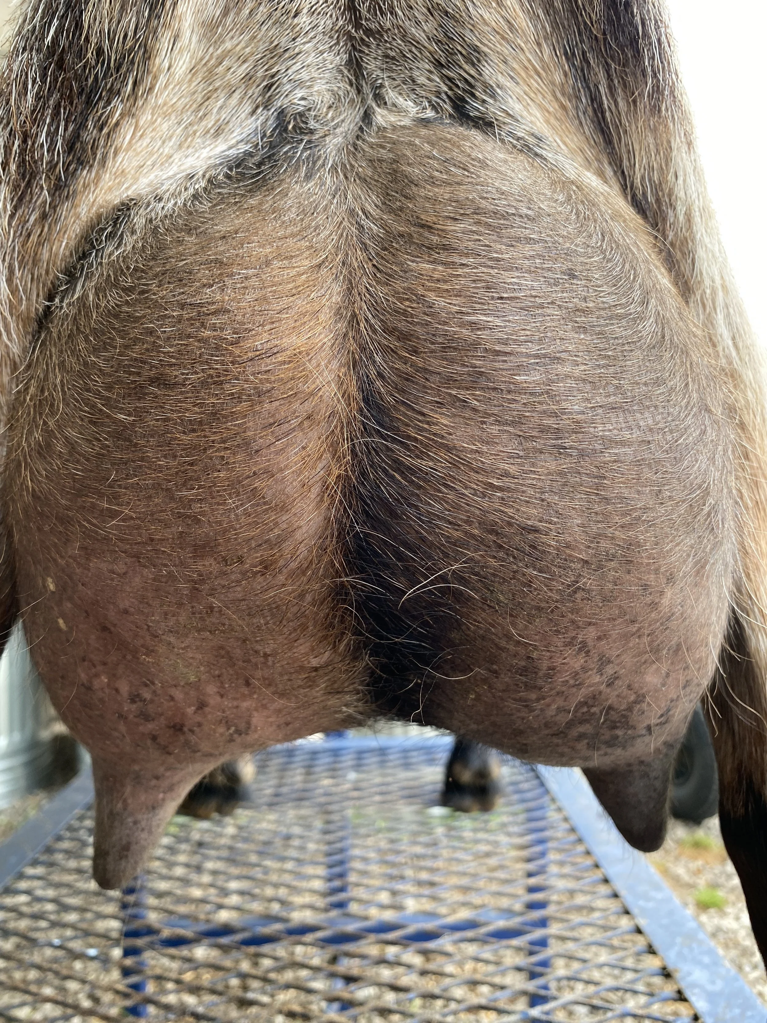 Alba pictured 5/20/25