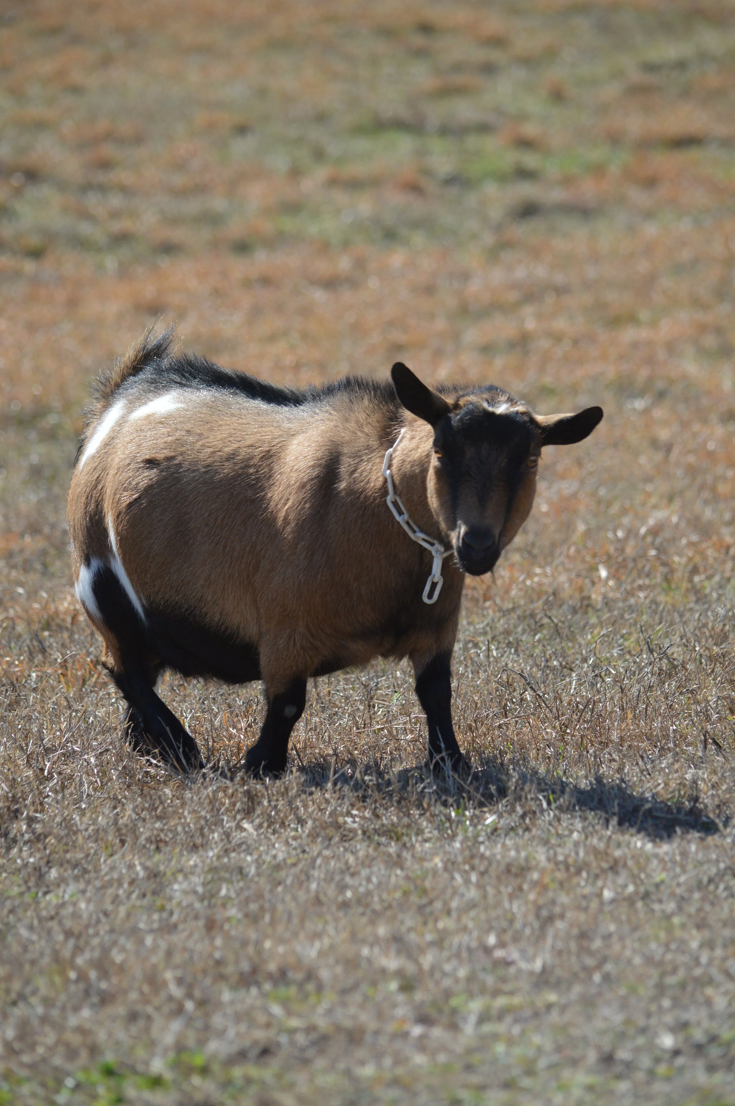 Darling pictured dry, photo taken 02/12/2026
