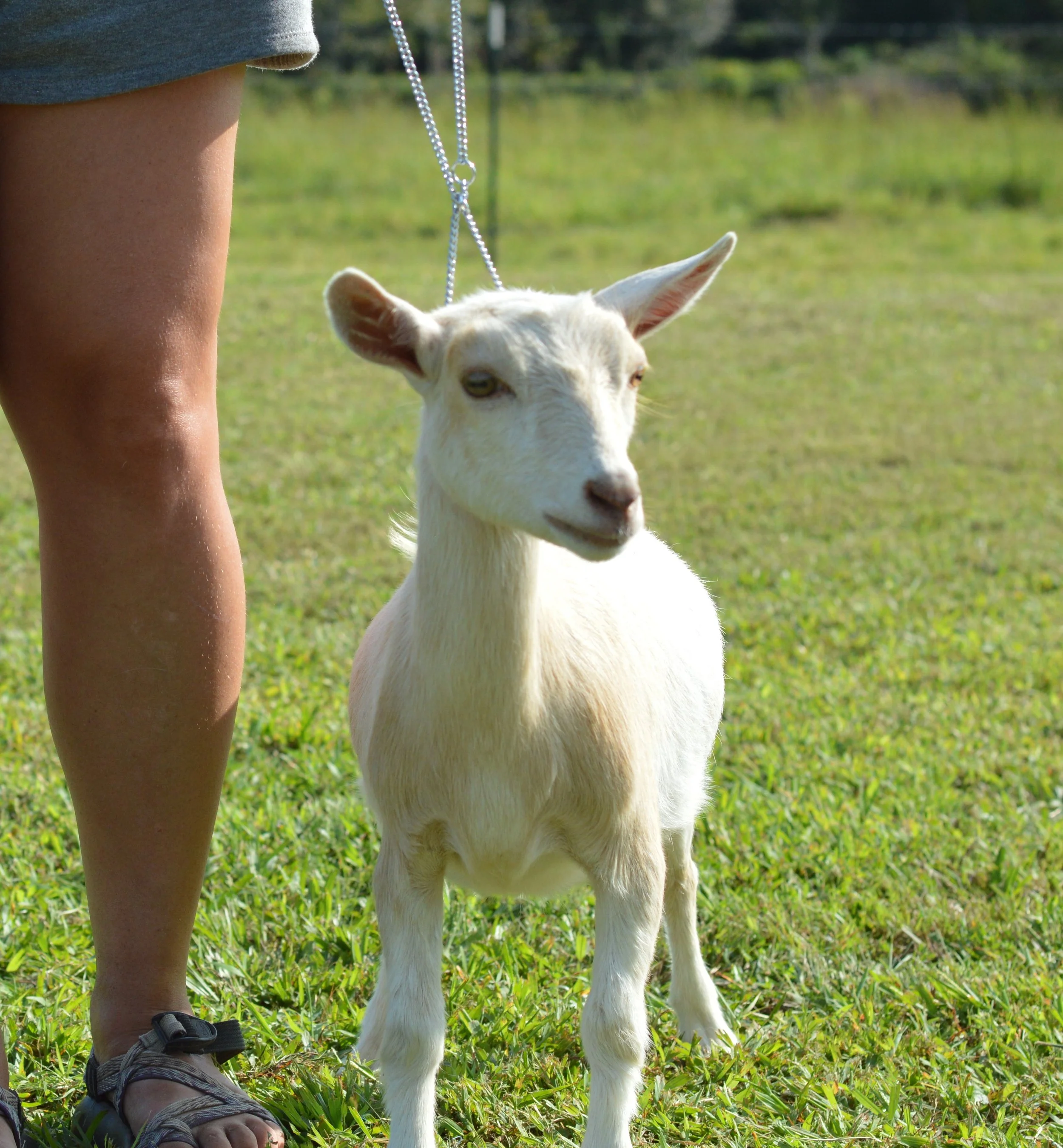 Goldie as a junior, photo taken 09/19/2022