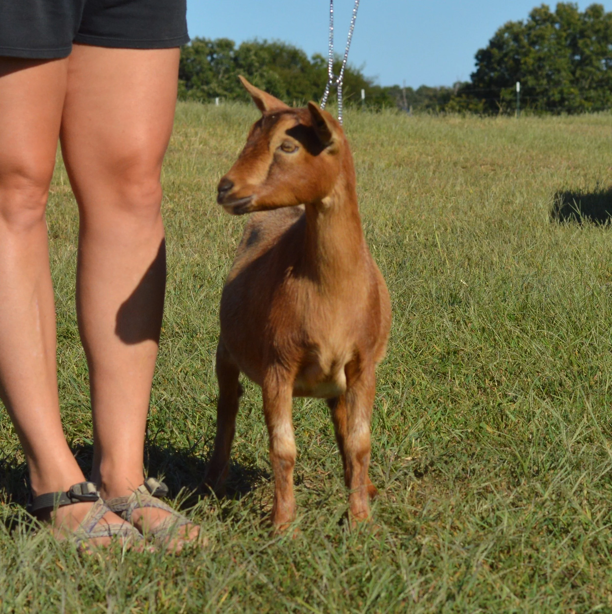 Chatter as a junior, photo taken 09/26/2022