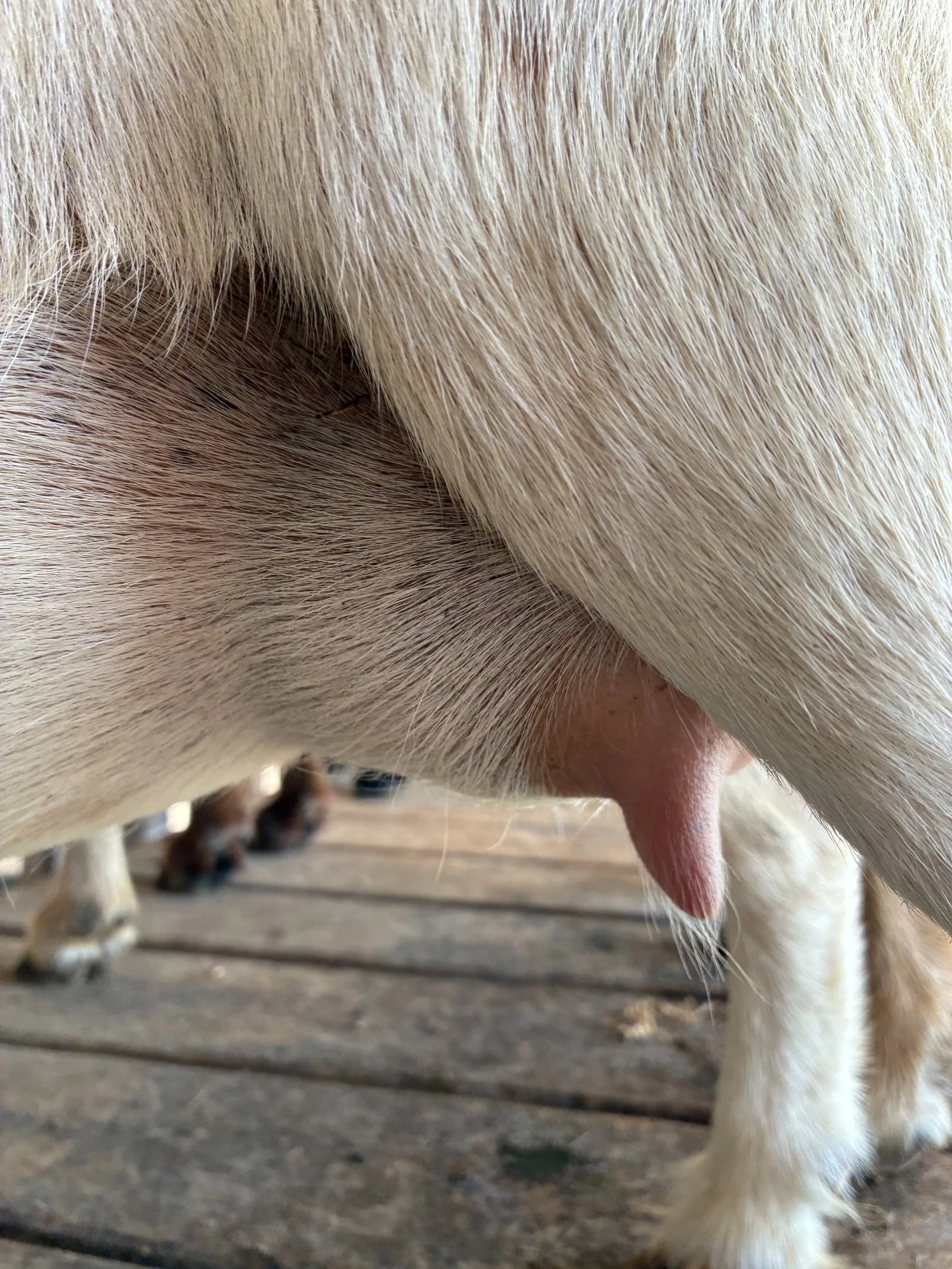 Q-Tip (2F) pictured 7/30/25