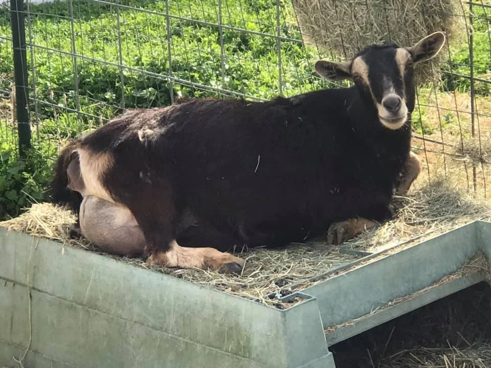 2021, first freshening, photo provided by LInda Brittain & Cadron Hill Farm