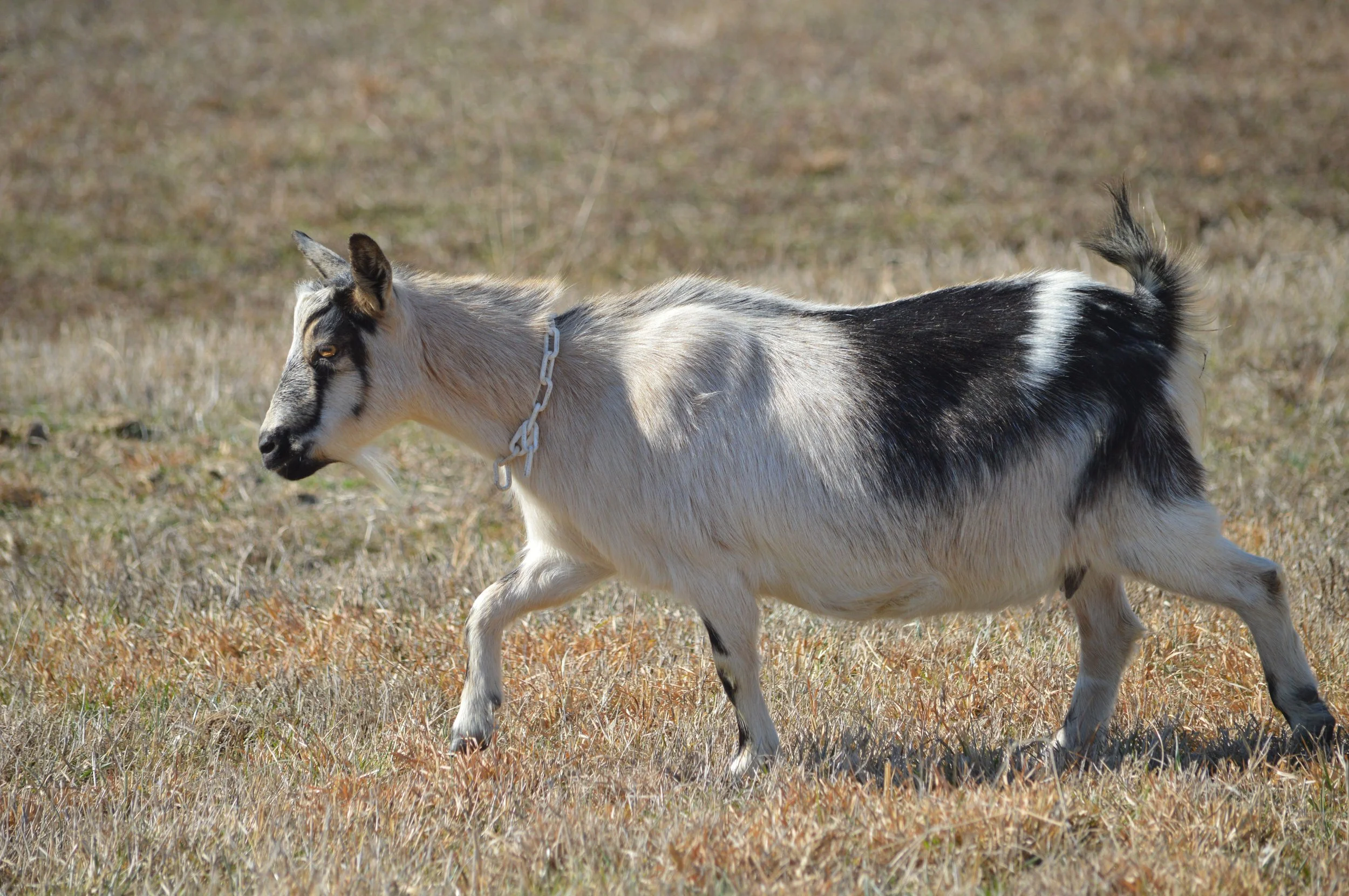 Lucia pictured 2/12/26