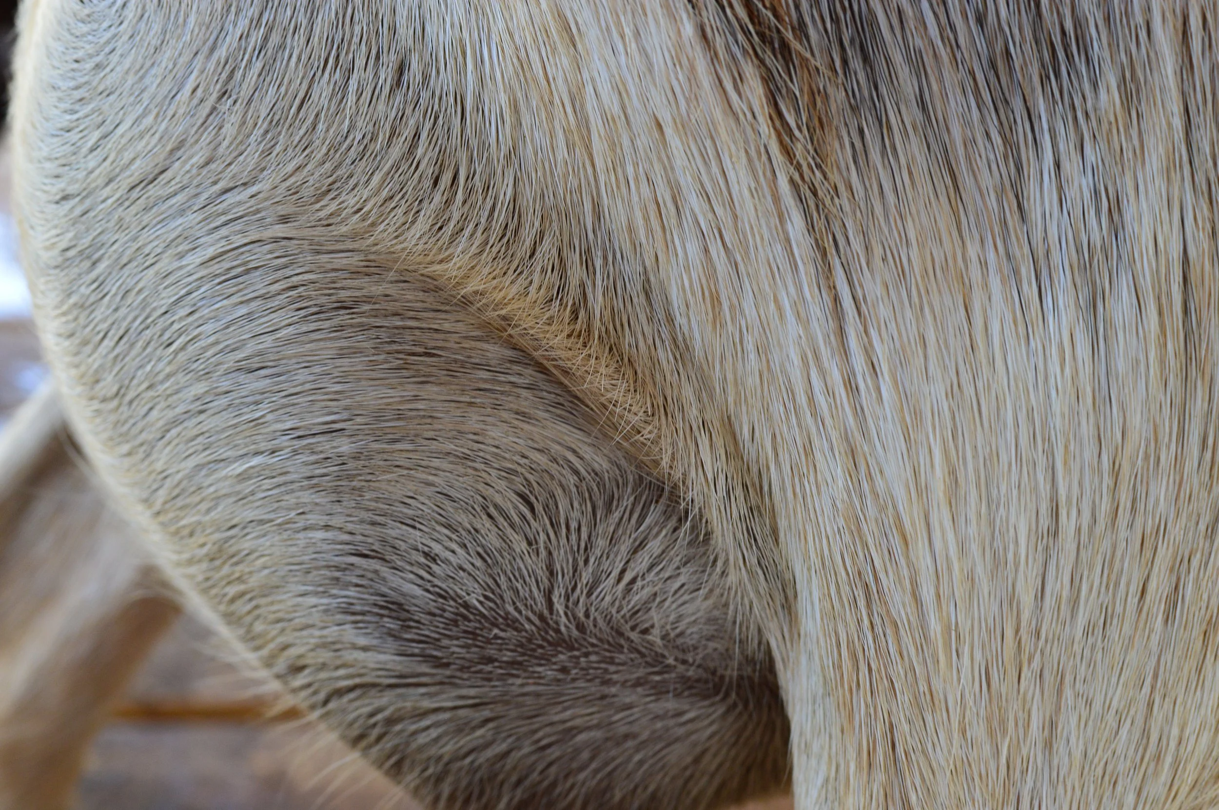 First freshening, photo taken 7/15/2023