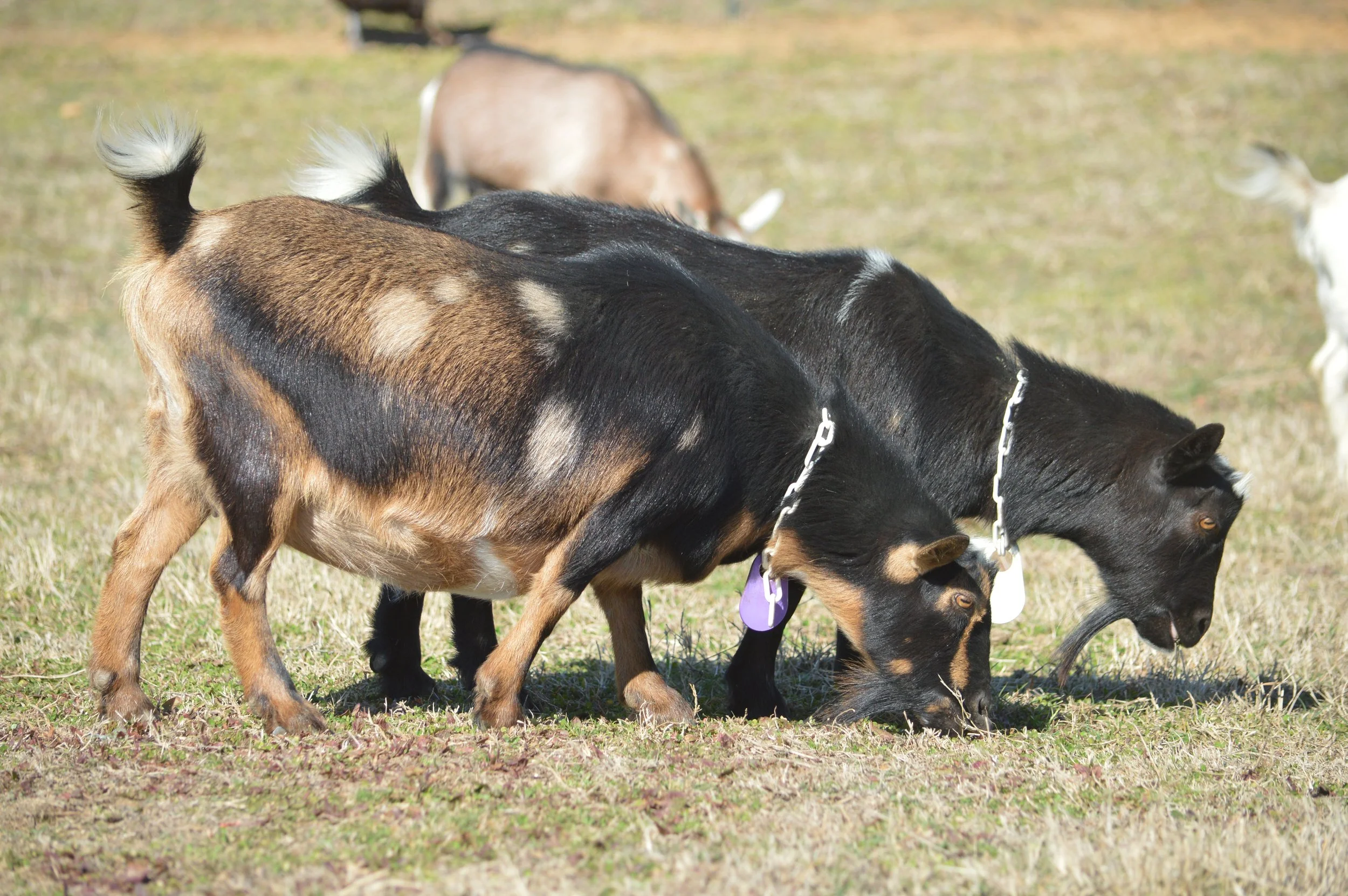 Beauty (front) with her dam, Bindi, pictured 2/12/26 