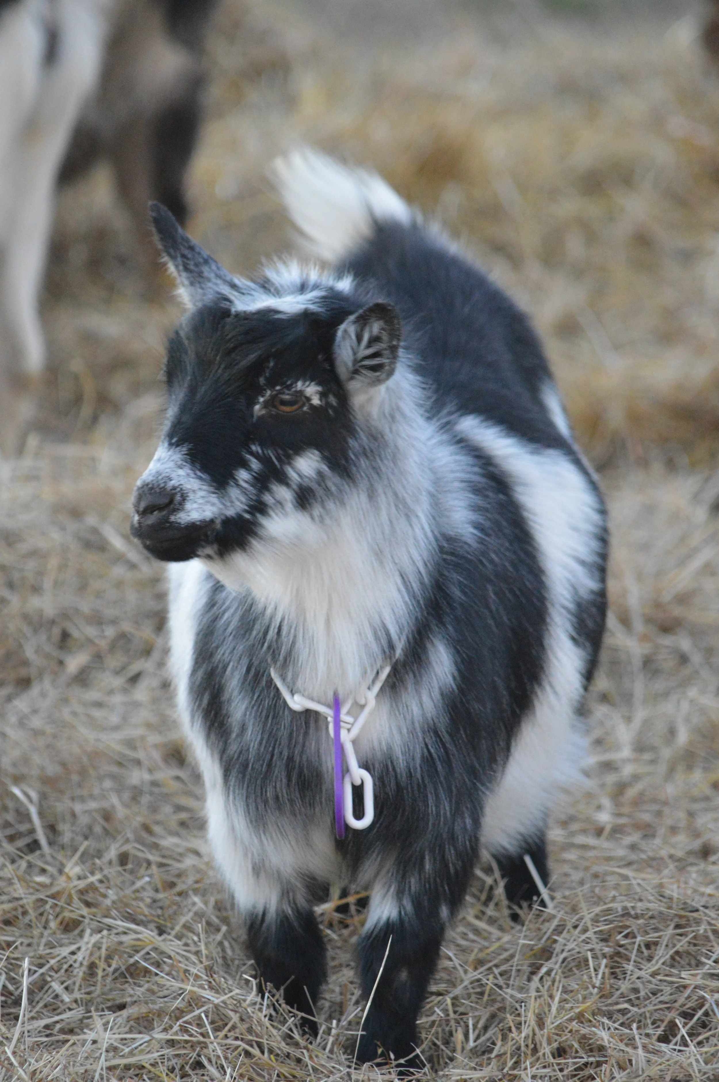 Dove as a yearling, pictured 01/30/2024