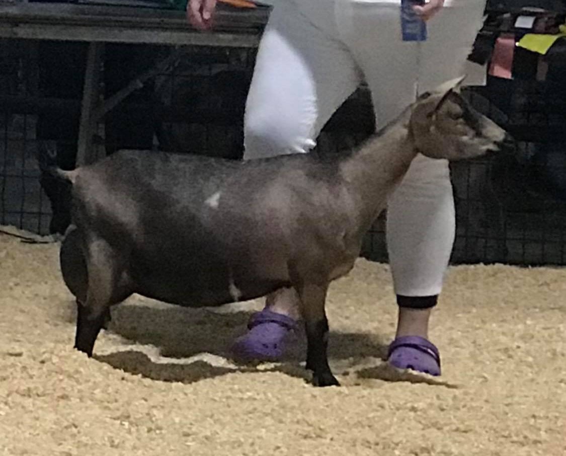 Miss Me at 2021 AGPA Spring Quad Show, where she won GCH and Champion Challenge in one ring, and RGCH in another ring

Photo courtesy of Linda Brittain of Cadron Creek Farm