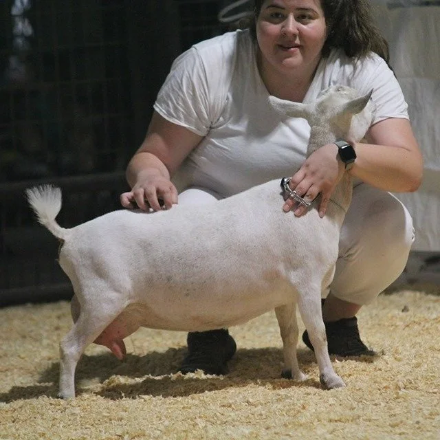 Ajax at 2019 AGPA Spring Quad Show, where she won GCH in two rings
Photo courtesy of Kidd'N Kanyun