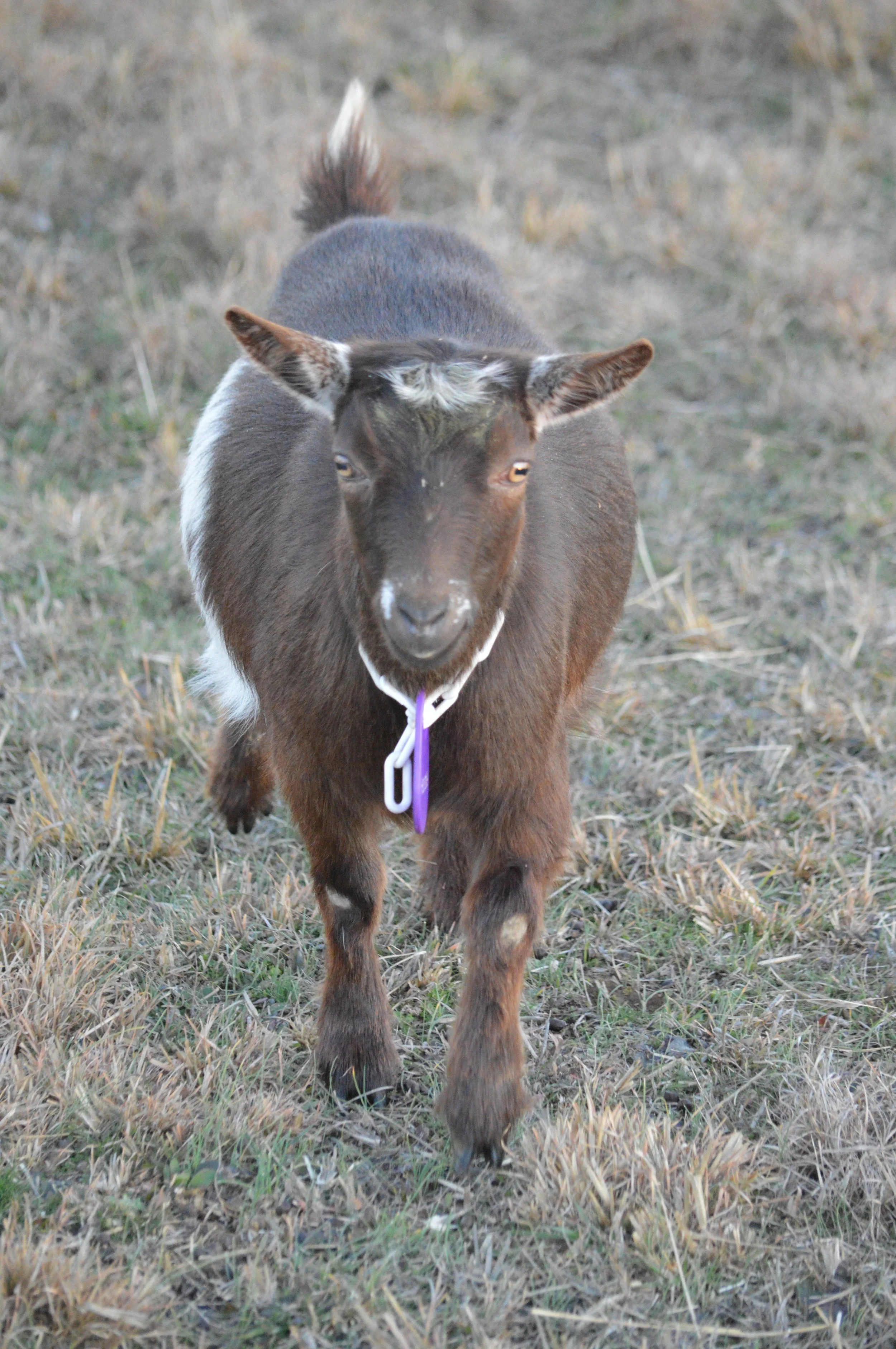 Hottie, pictured 1/30/2024