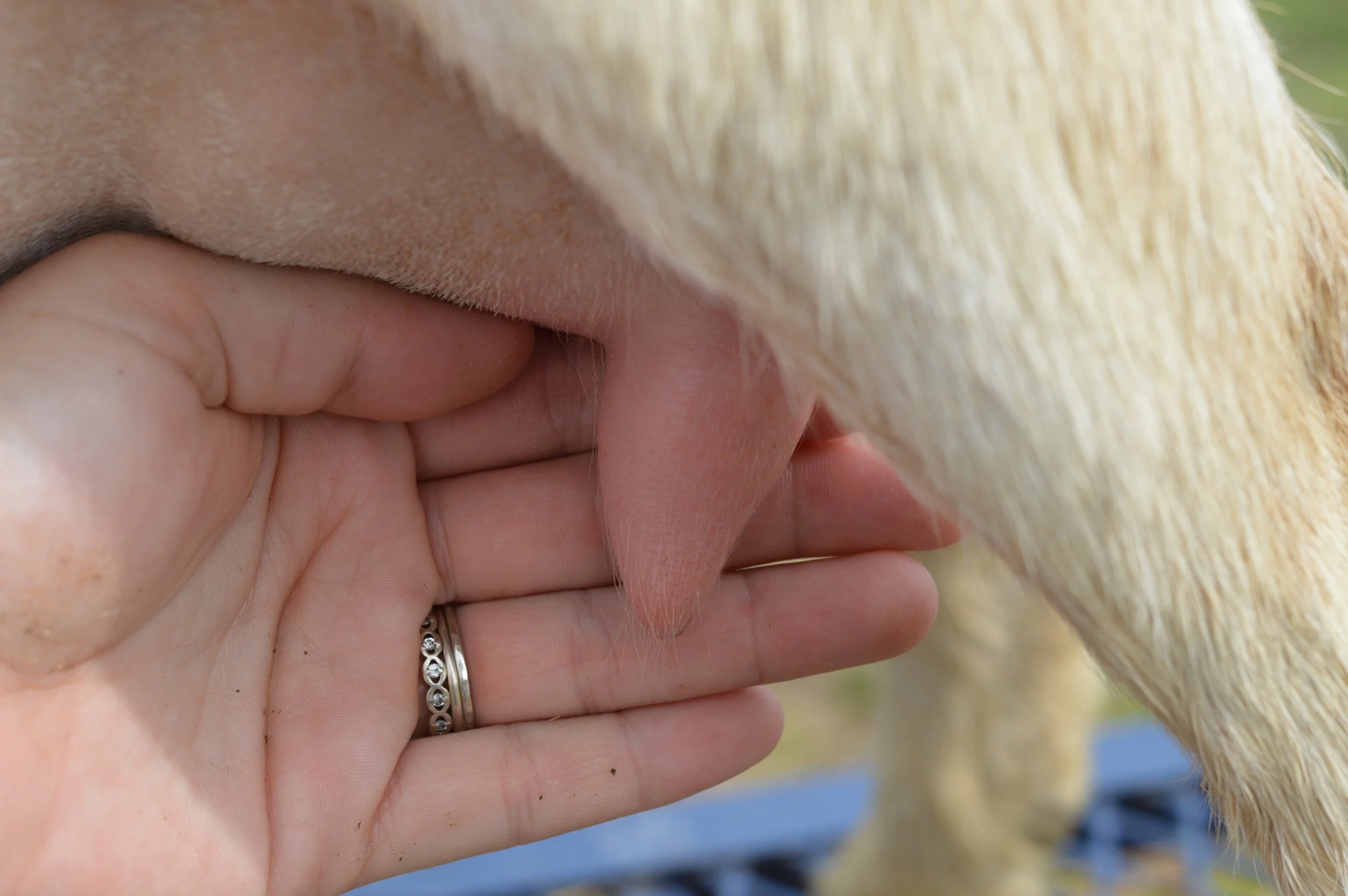 Second freshening, photo taken 03/01/2023 (freshened 02/17/2023)