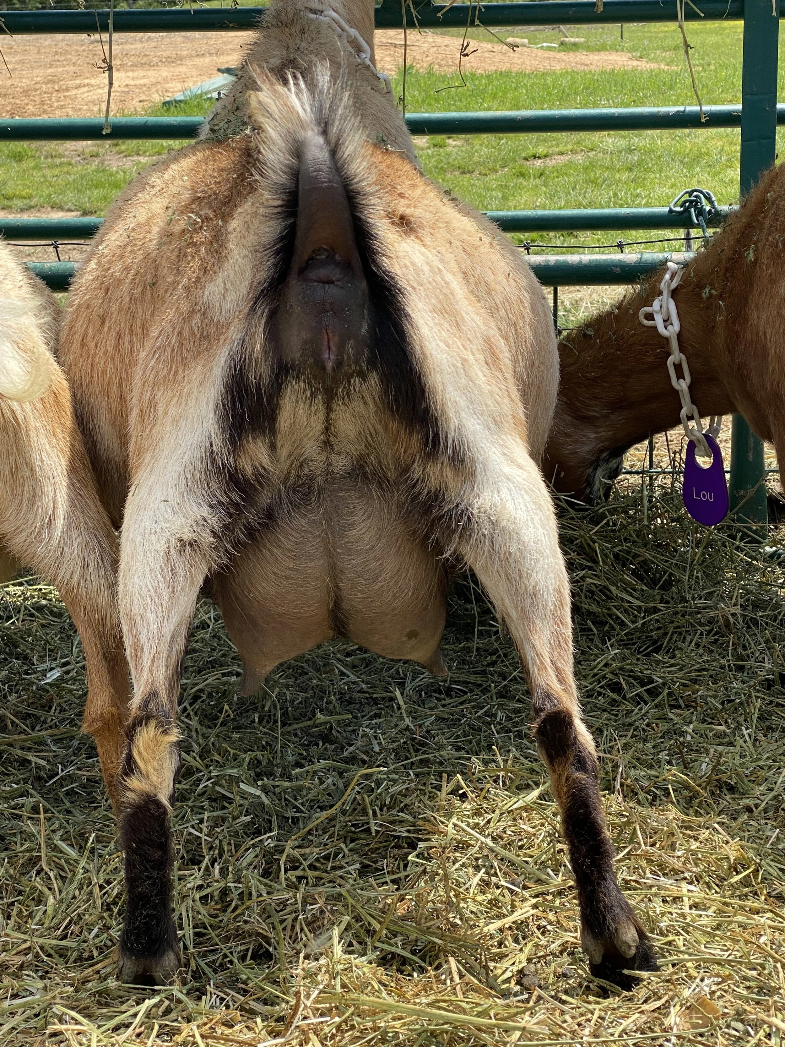 Alba prefresh, photo taken 4/24/2024