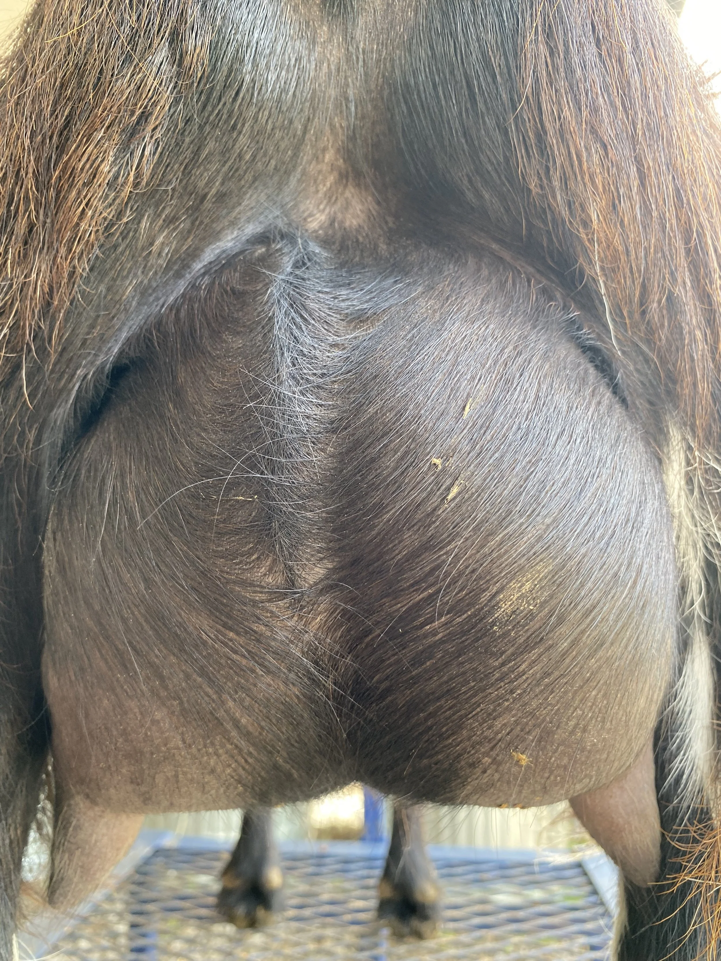 Penny pictured 5/20/25