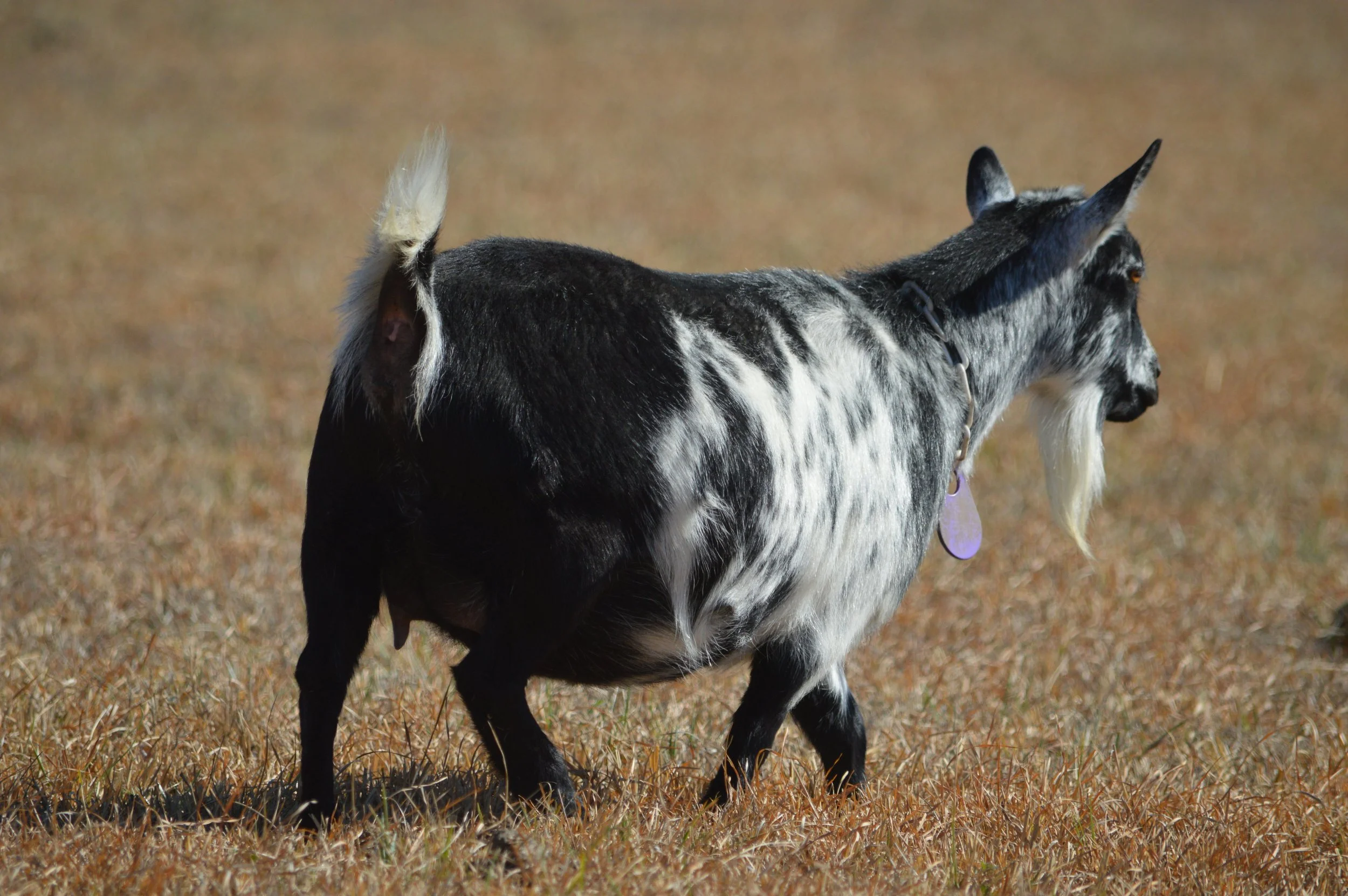 Dove pictured 02/12/2026, pre-fresh
