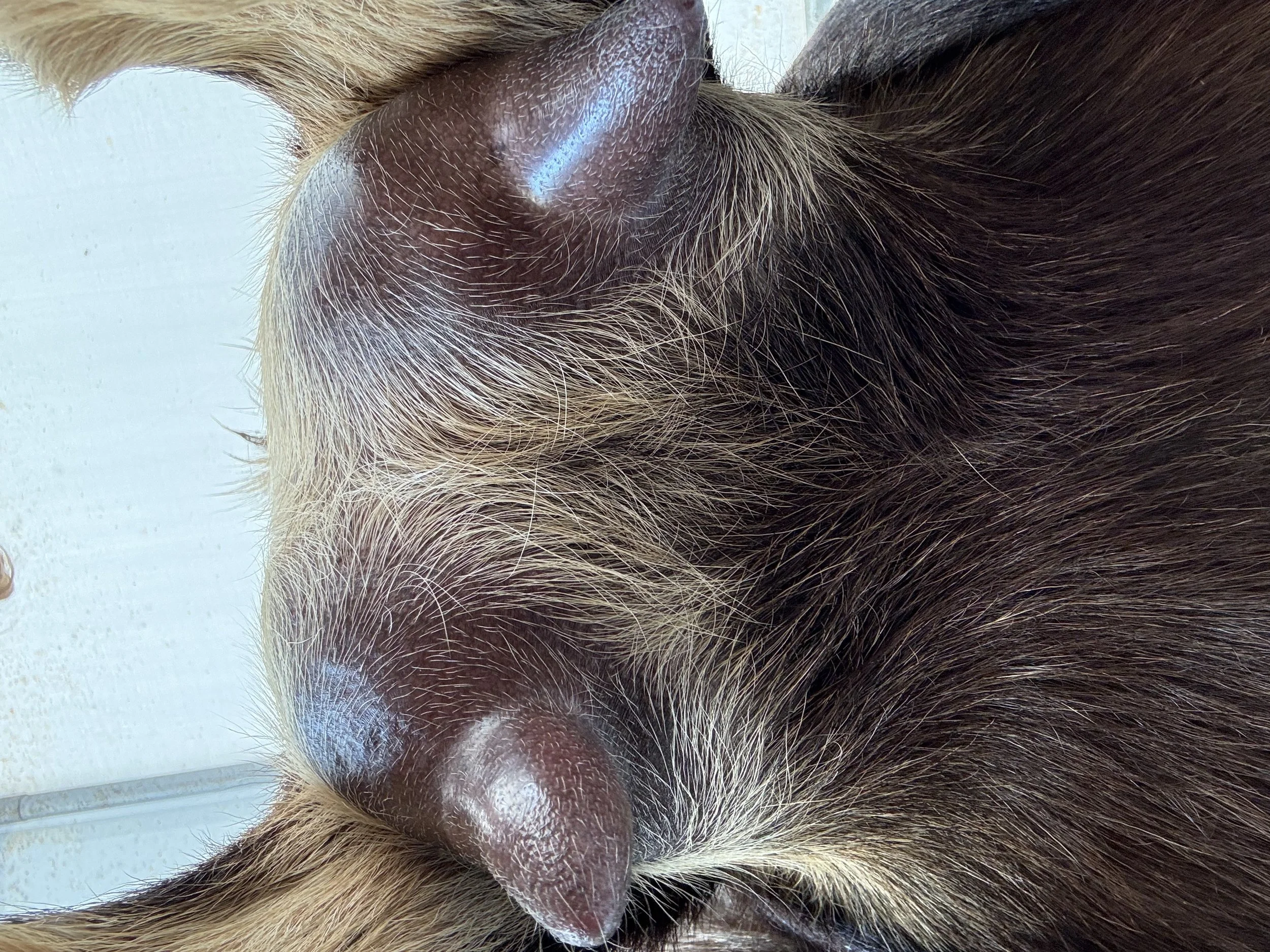 Tippy pictured 8/27/25 at 6 years old