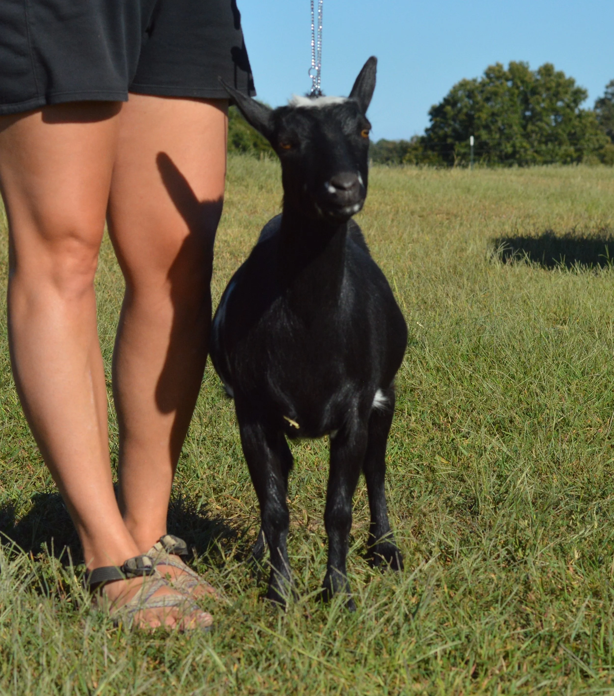 Brinkley as a dry yearling, photo taken 09/26/2022