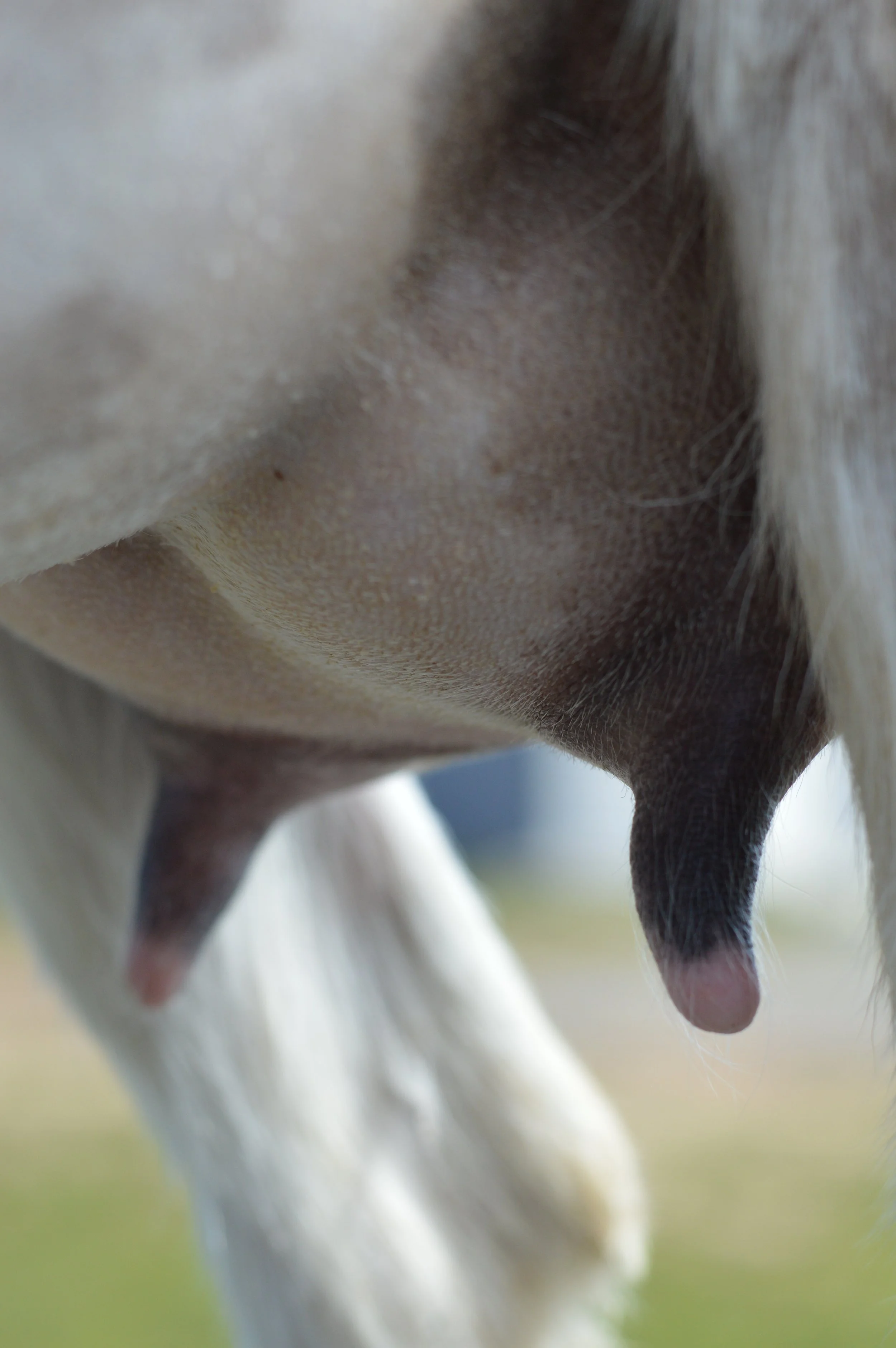 First freshening, kidded 3/14/23 with triplets; photo taken 3/30/23 