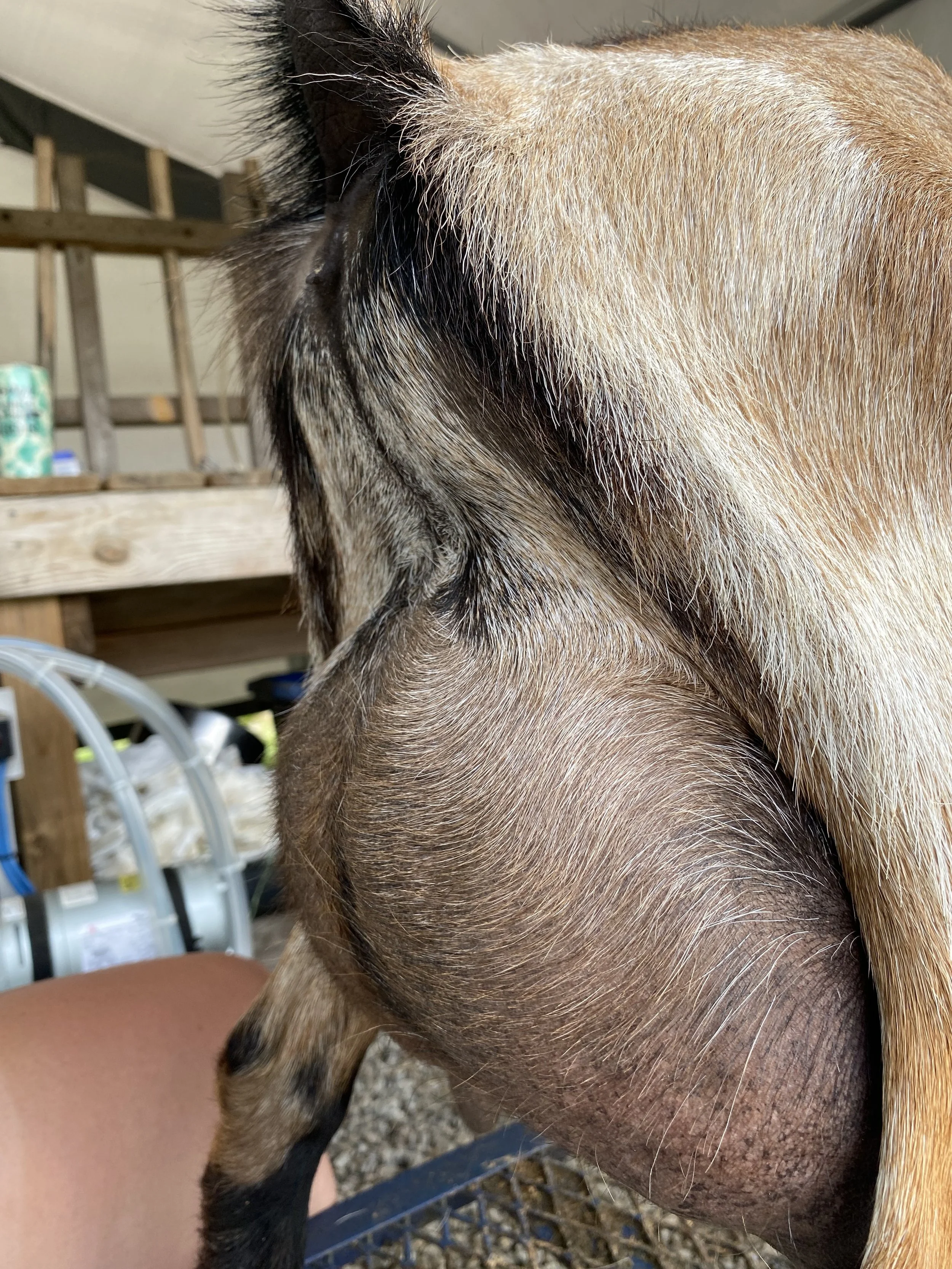 Alba pictured 5/20/25