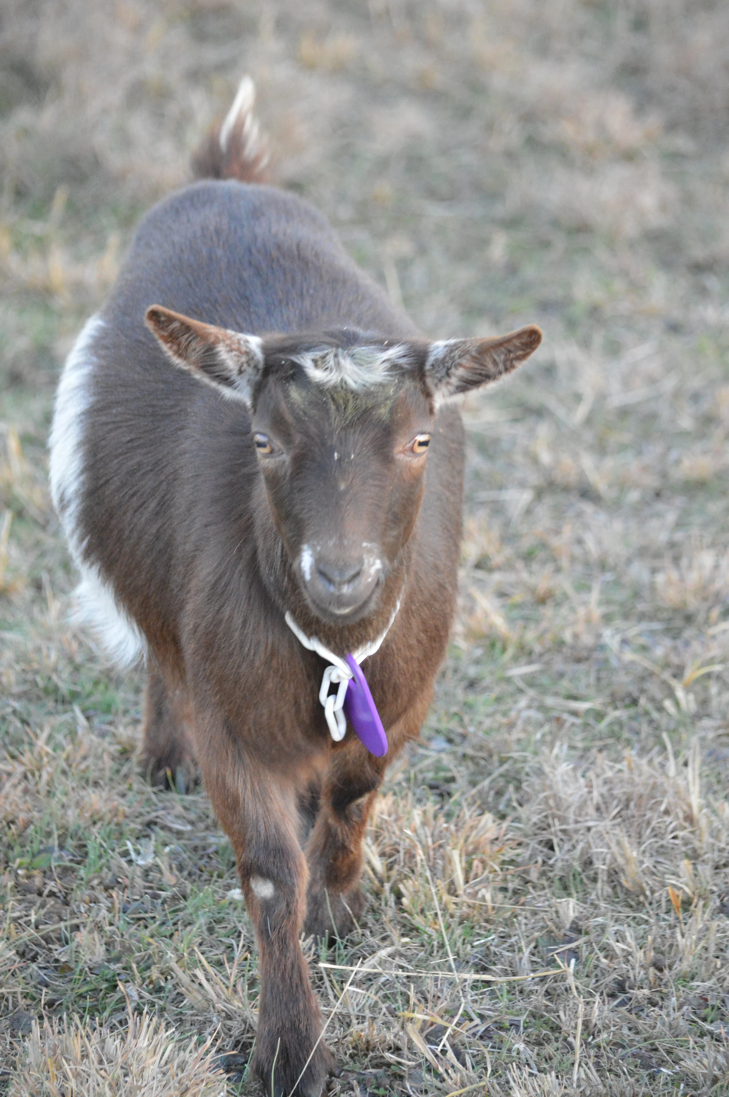 Hottie, pictured 1/30/2024