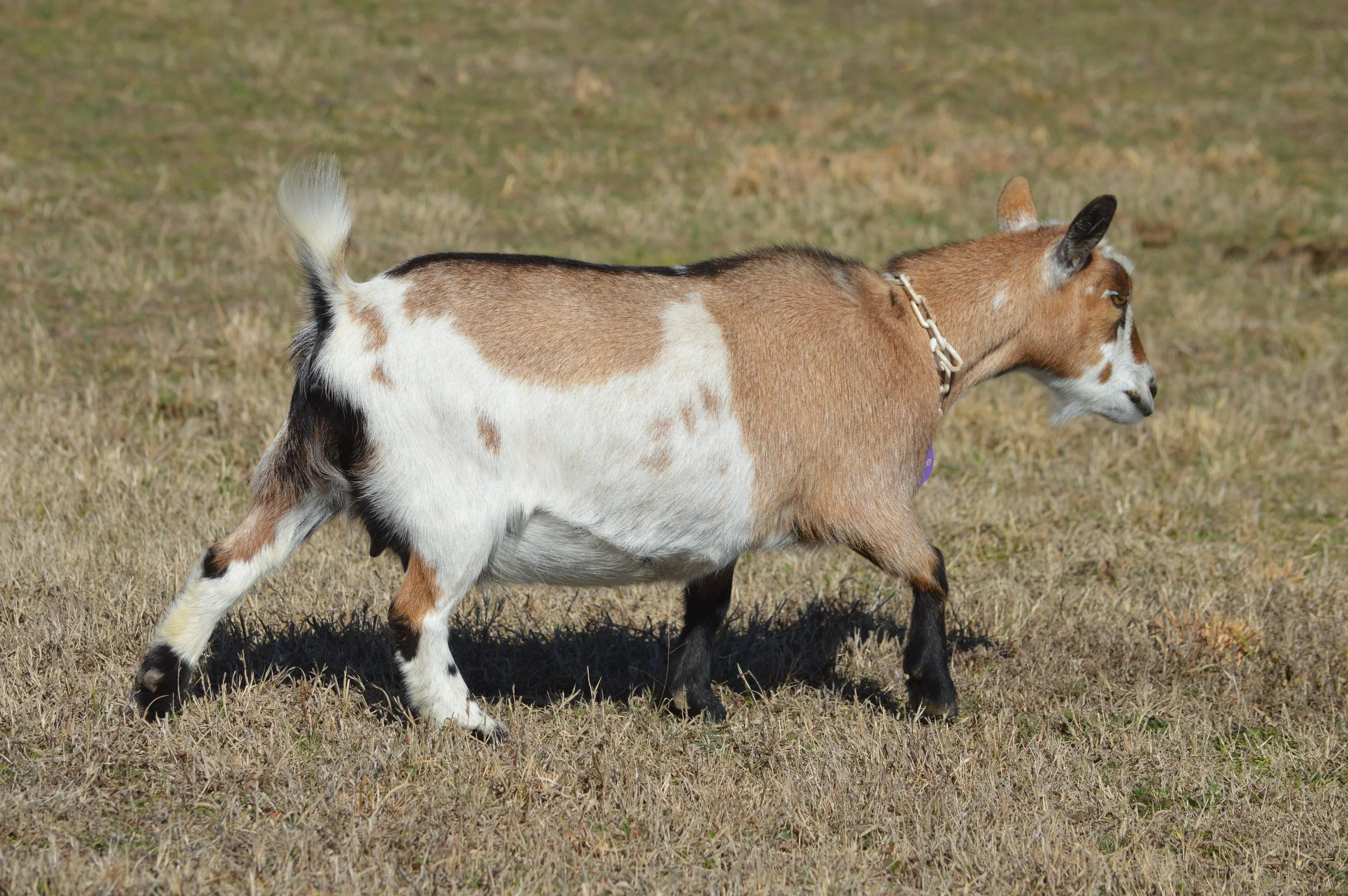 Abilene pictured 2/12/26