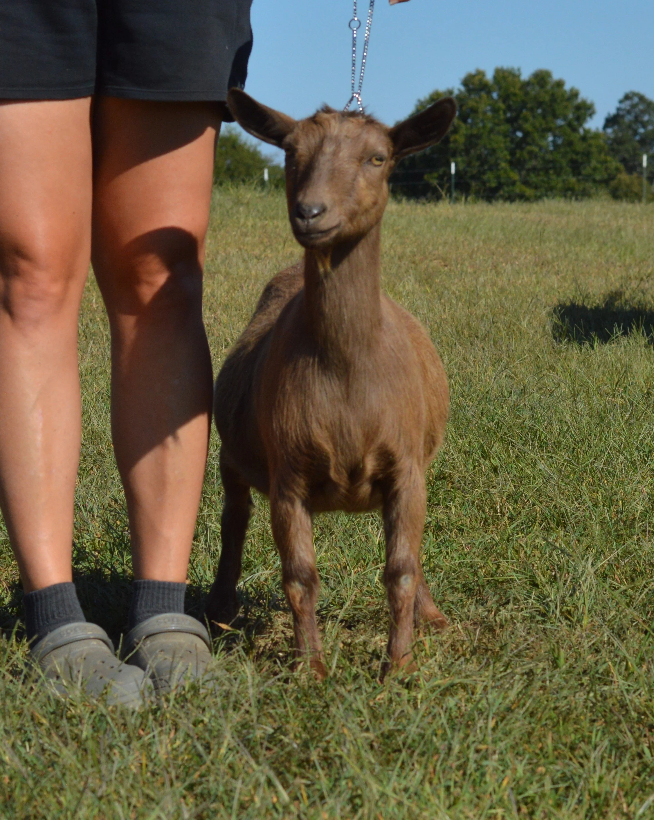 Luna as a dry yearling, photo taken 9/27/2022