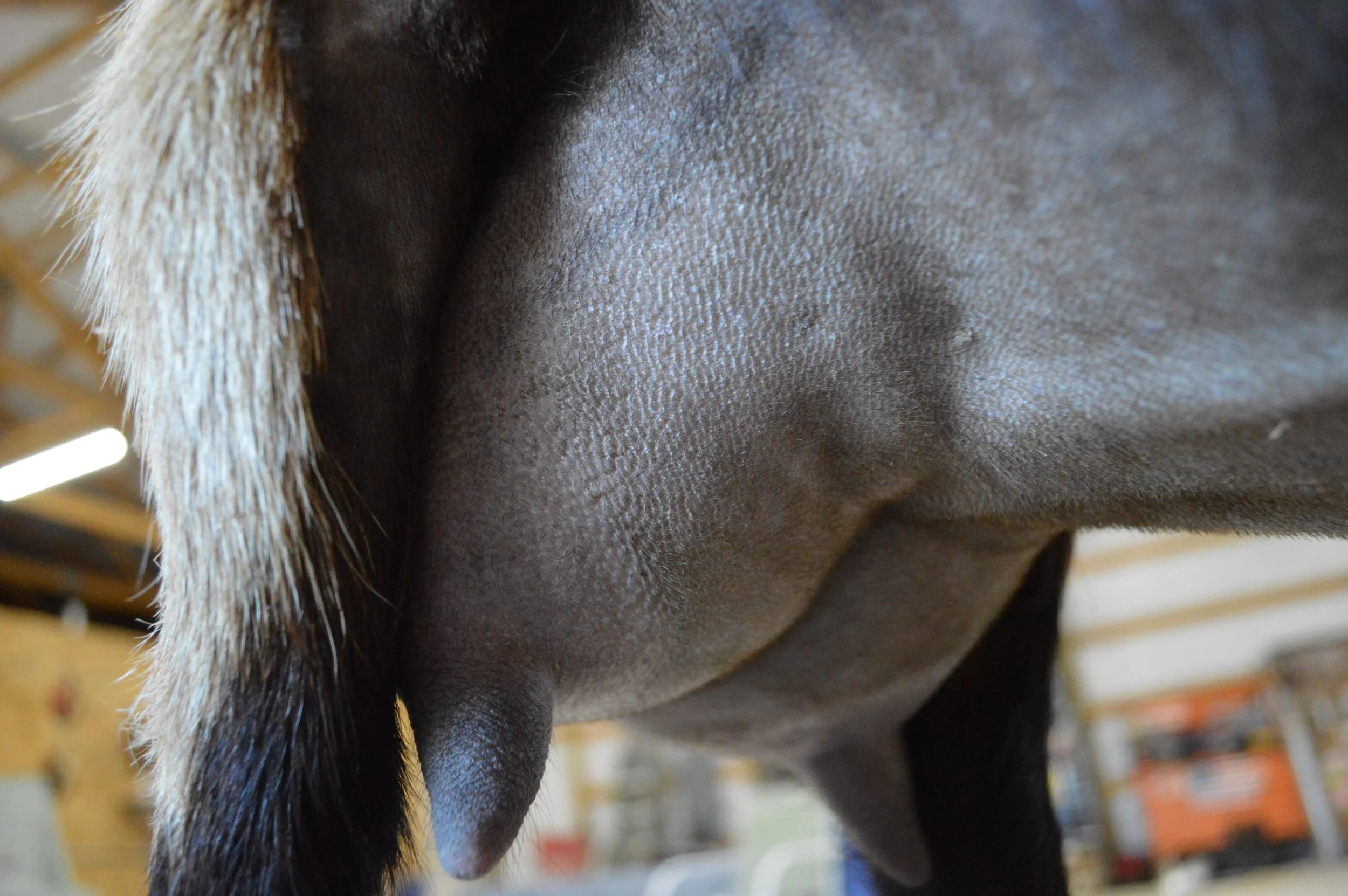 Miss Me's 4th or 5th freshening, photo taken 03/28/2022 (freshened 03/15/2022)