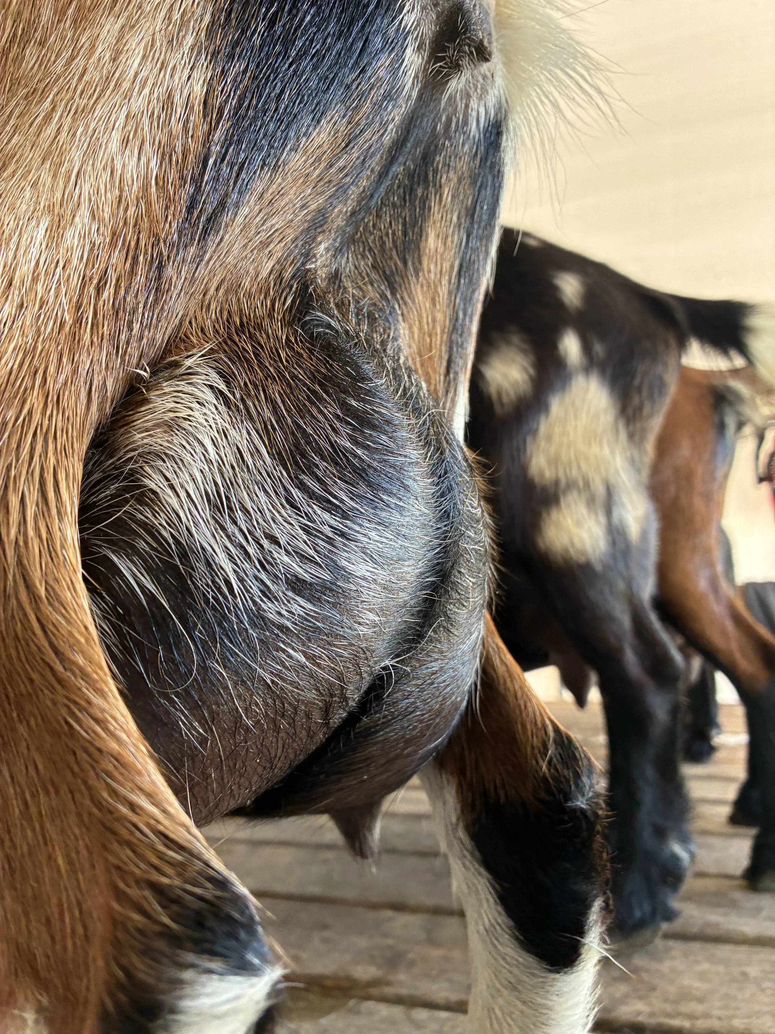 Abilene (2F) pictured 7/16/25