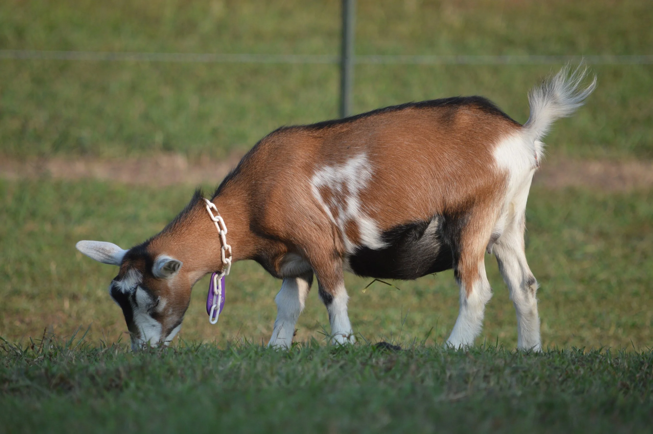 Shrimp pictured dry, photo taken 09/09/2024