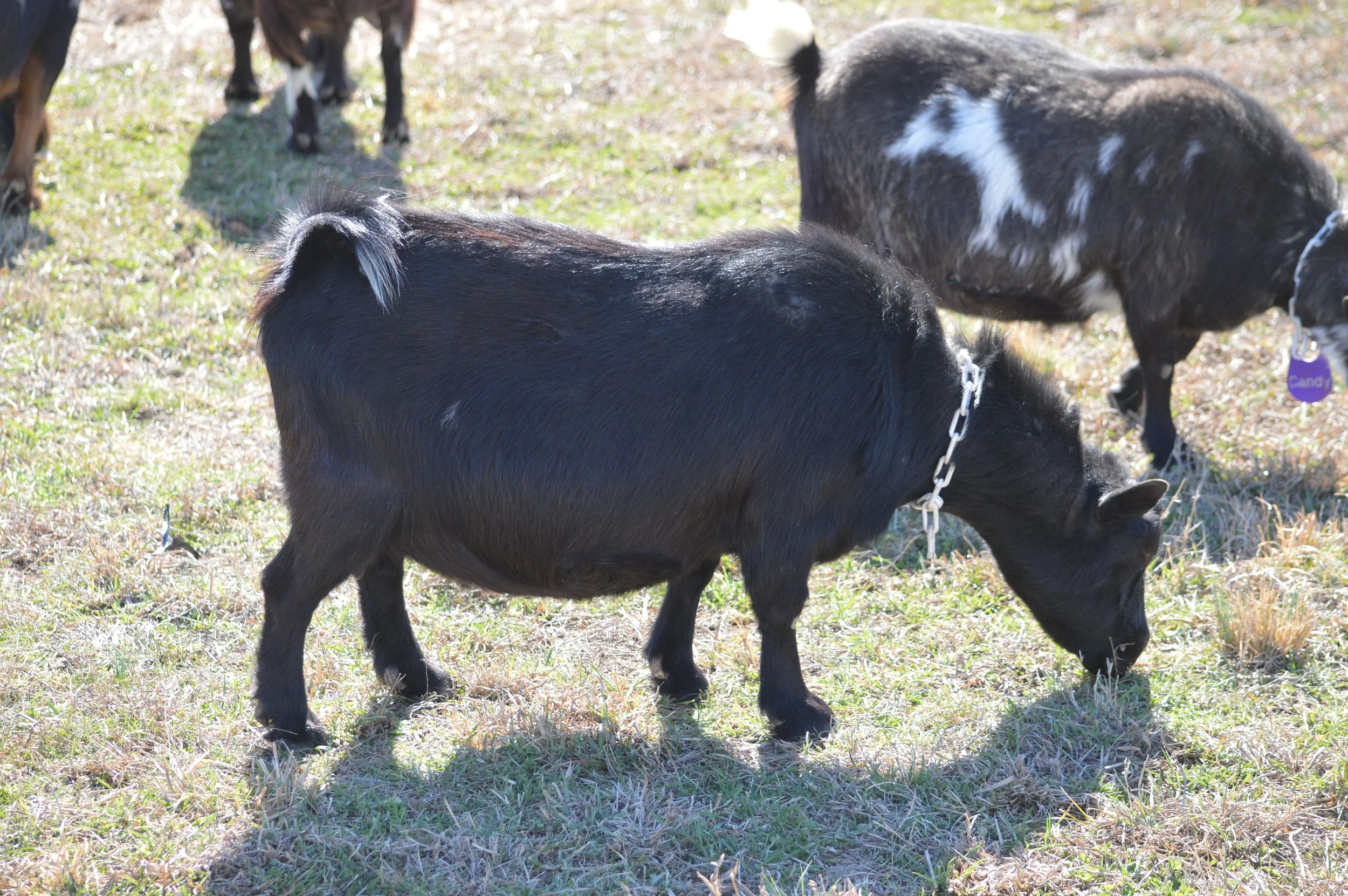 Halo pictured 02/12/2026