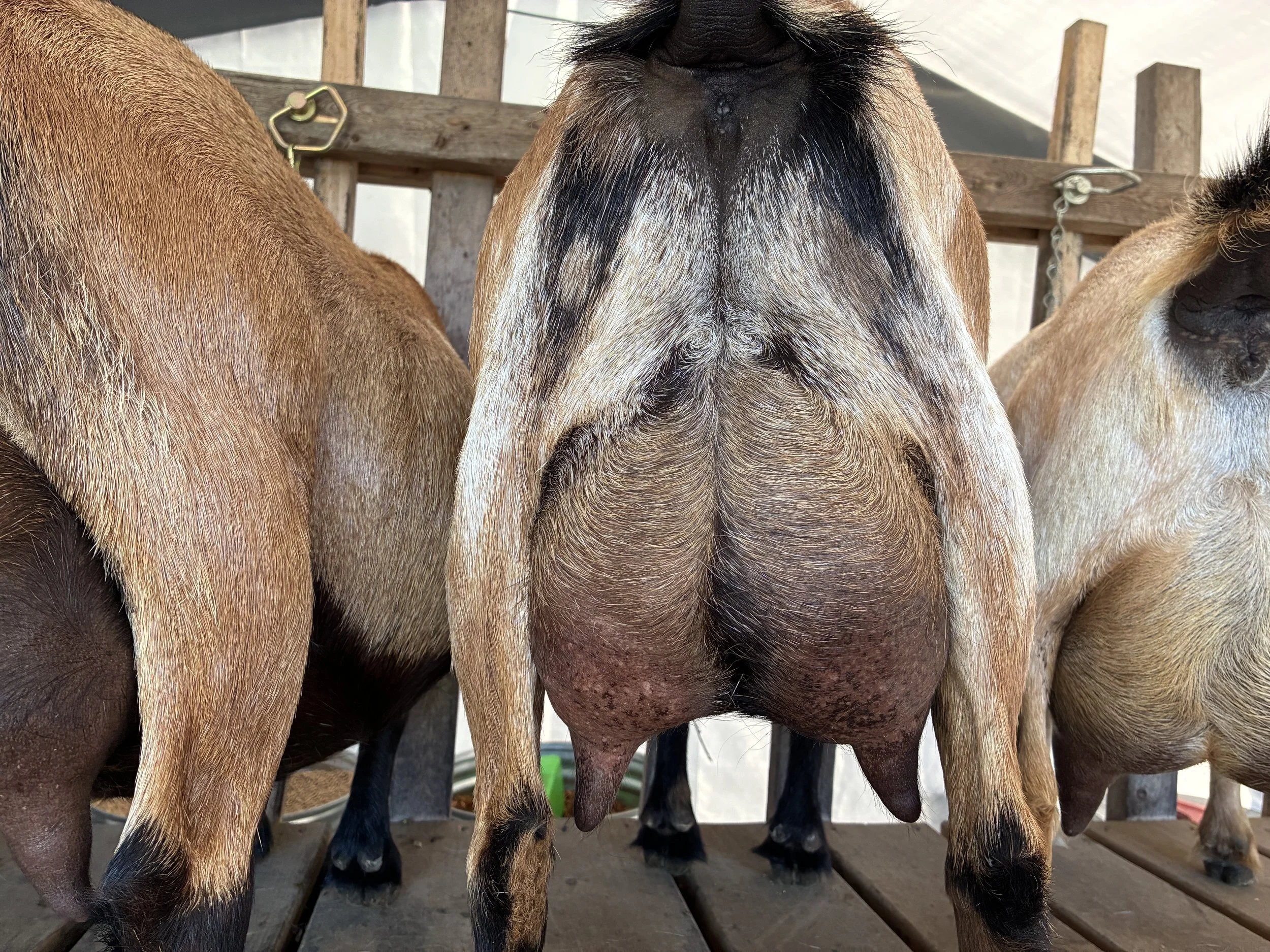 Alba pictured 7/17/25