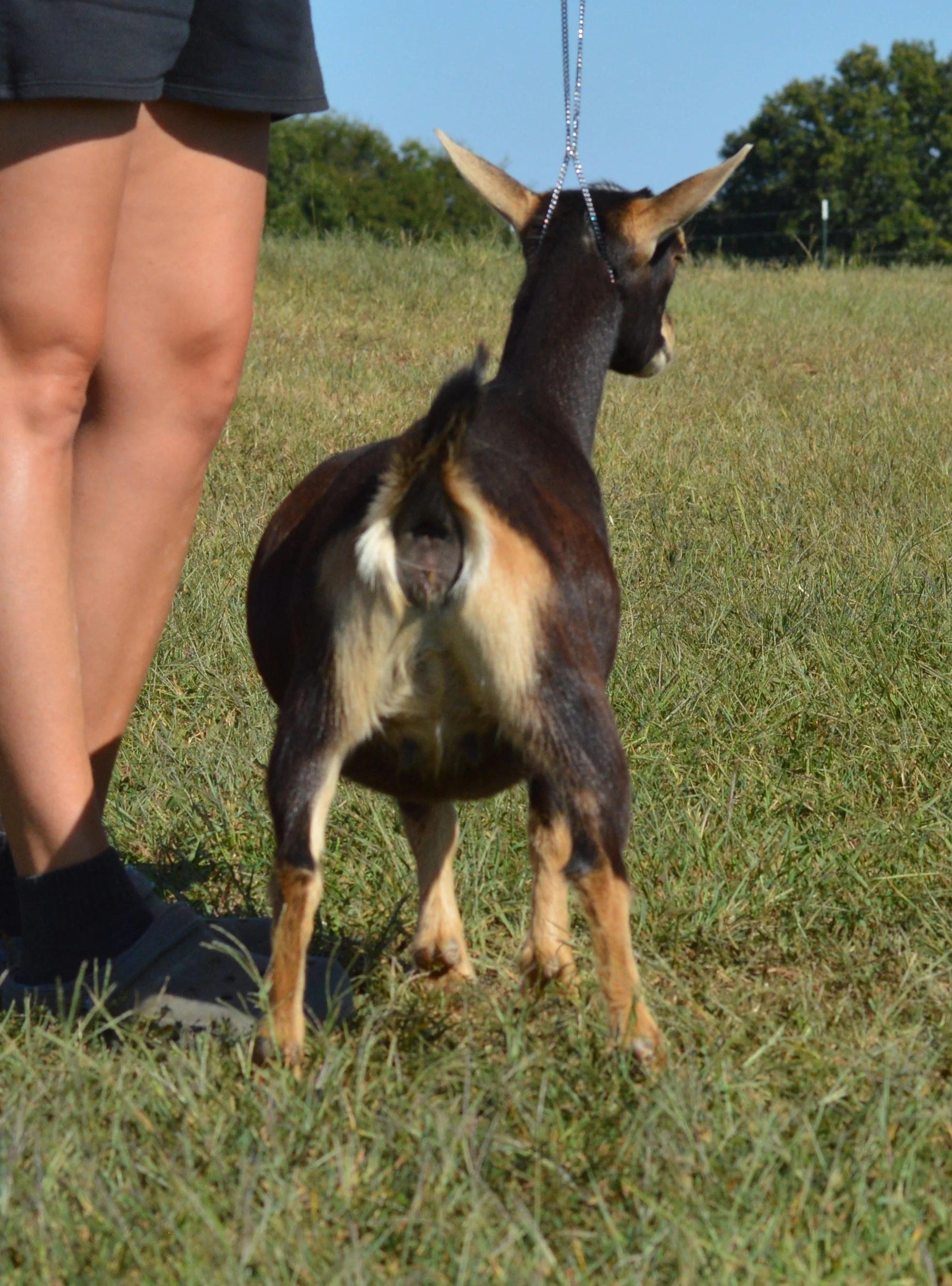 Chunky as a junior, photo taken 09/27/2022