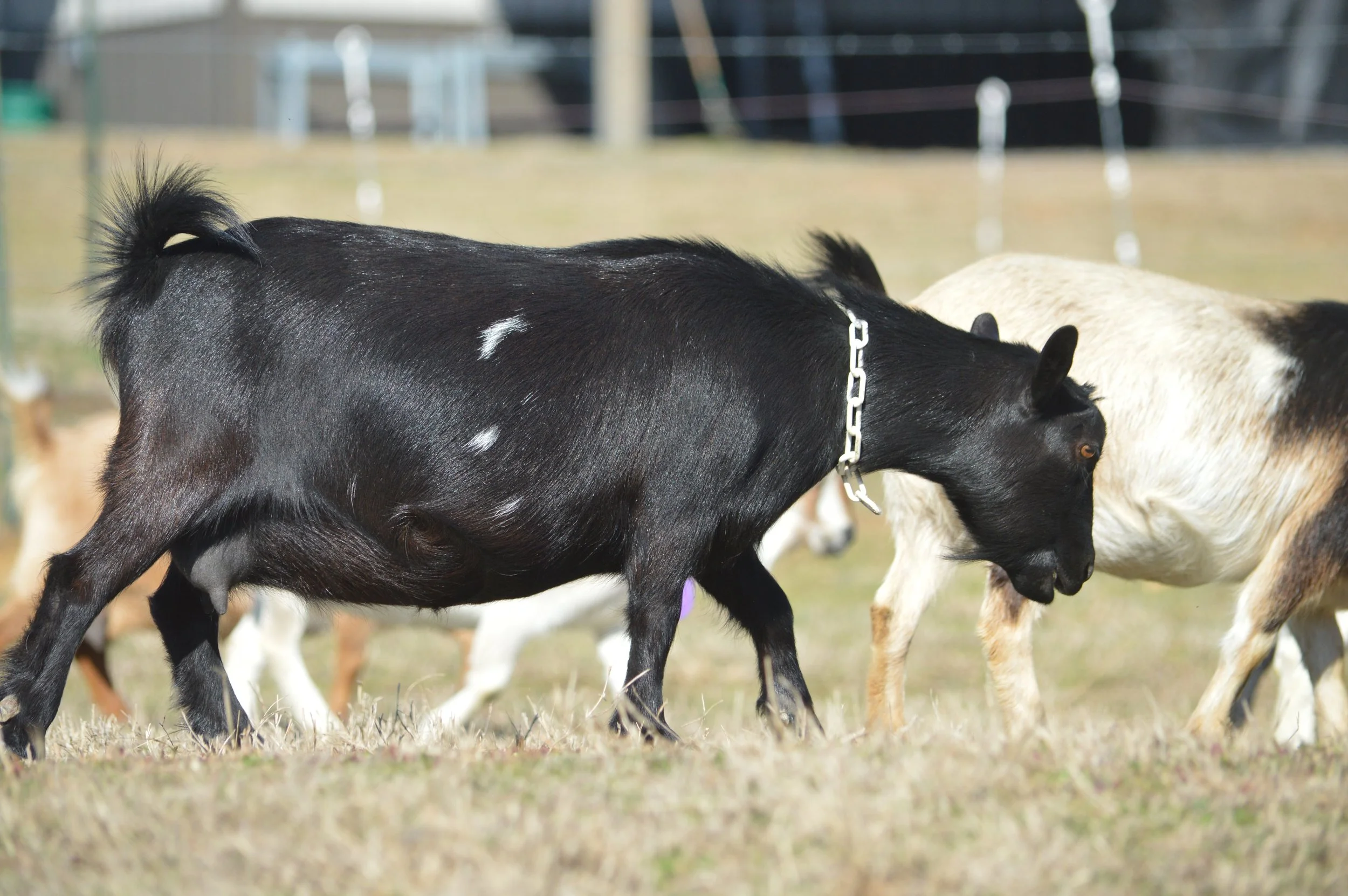 Daytona pictured dry, photo taken 02/12/2026