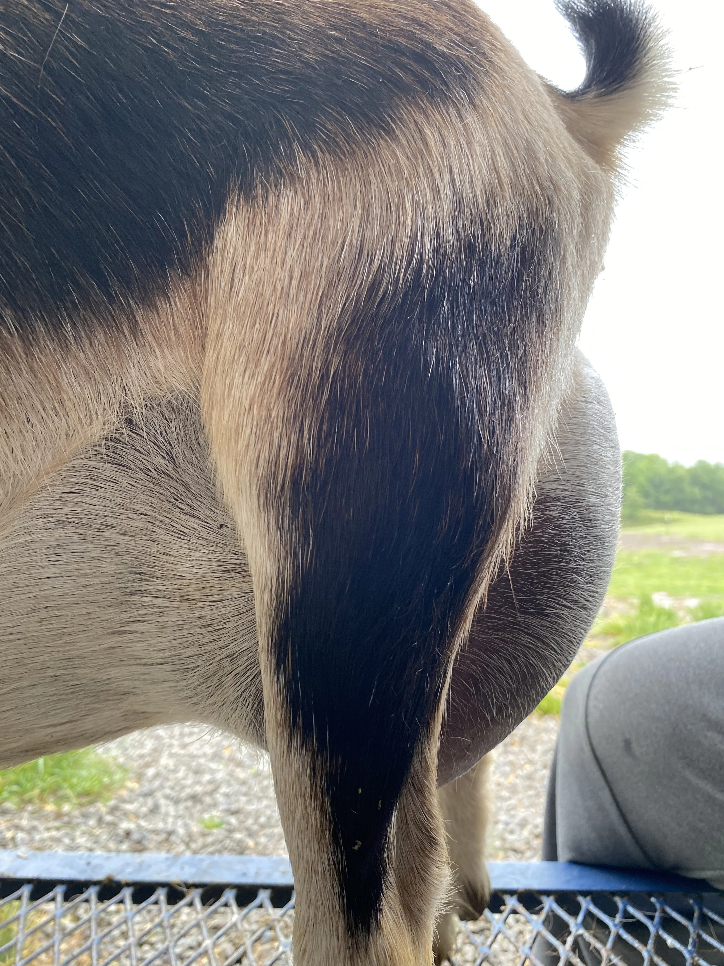 Flamyngo (3F) pictured 5/12/25