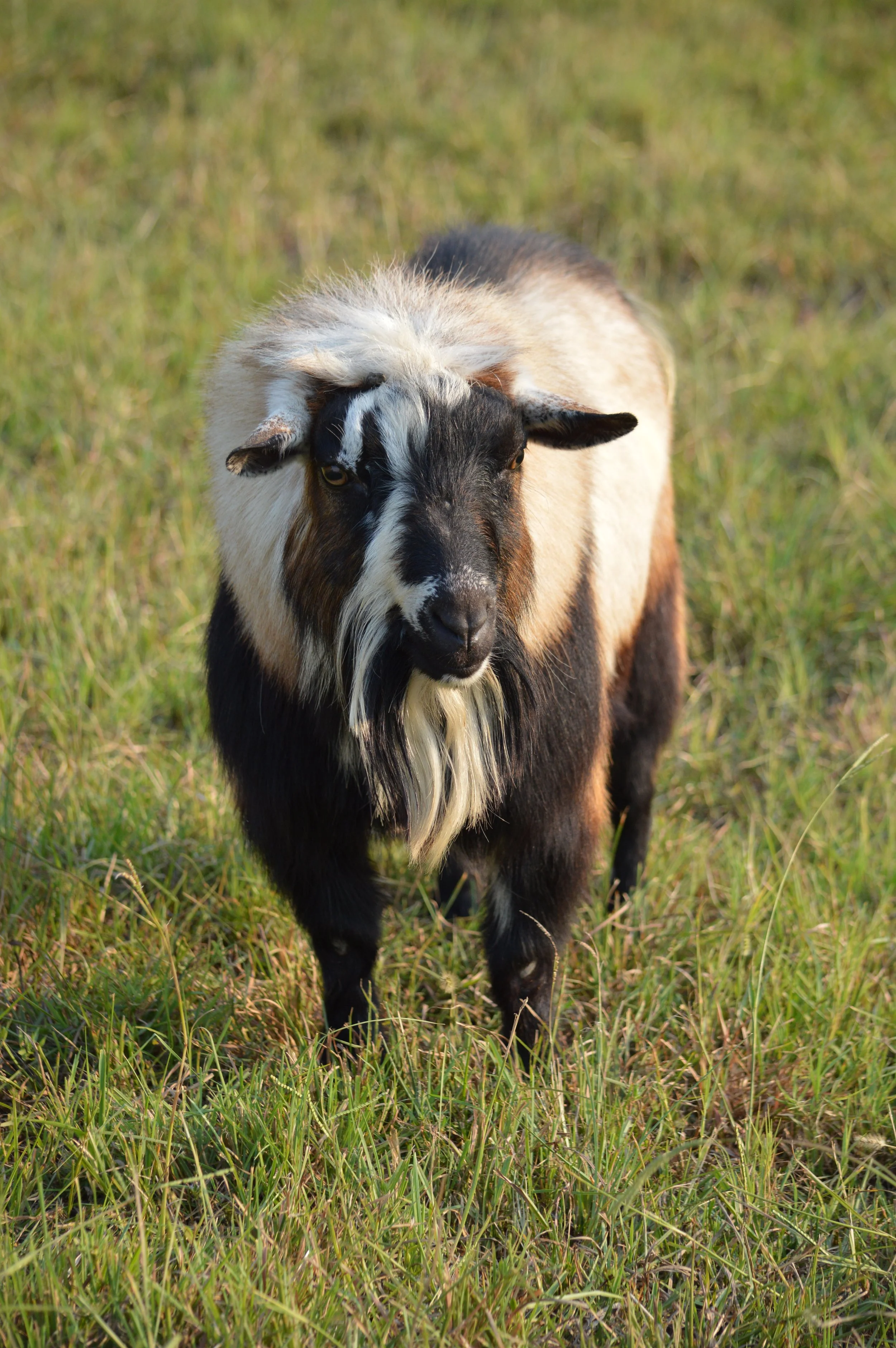 Wise Guy, photo taken 09/10/2021