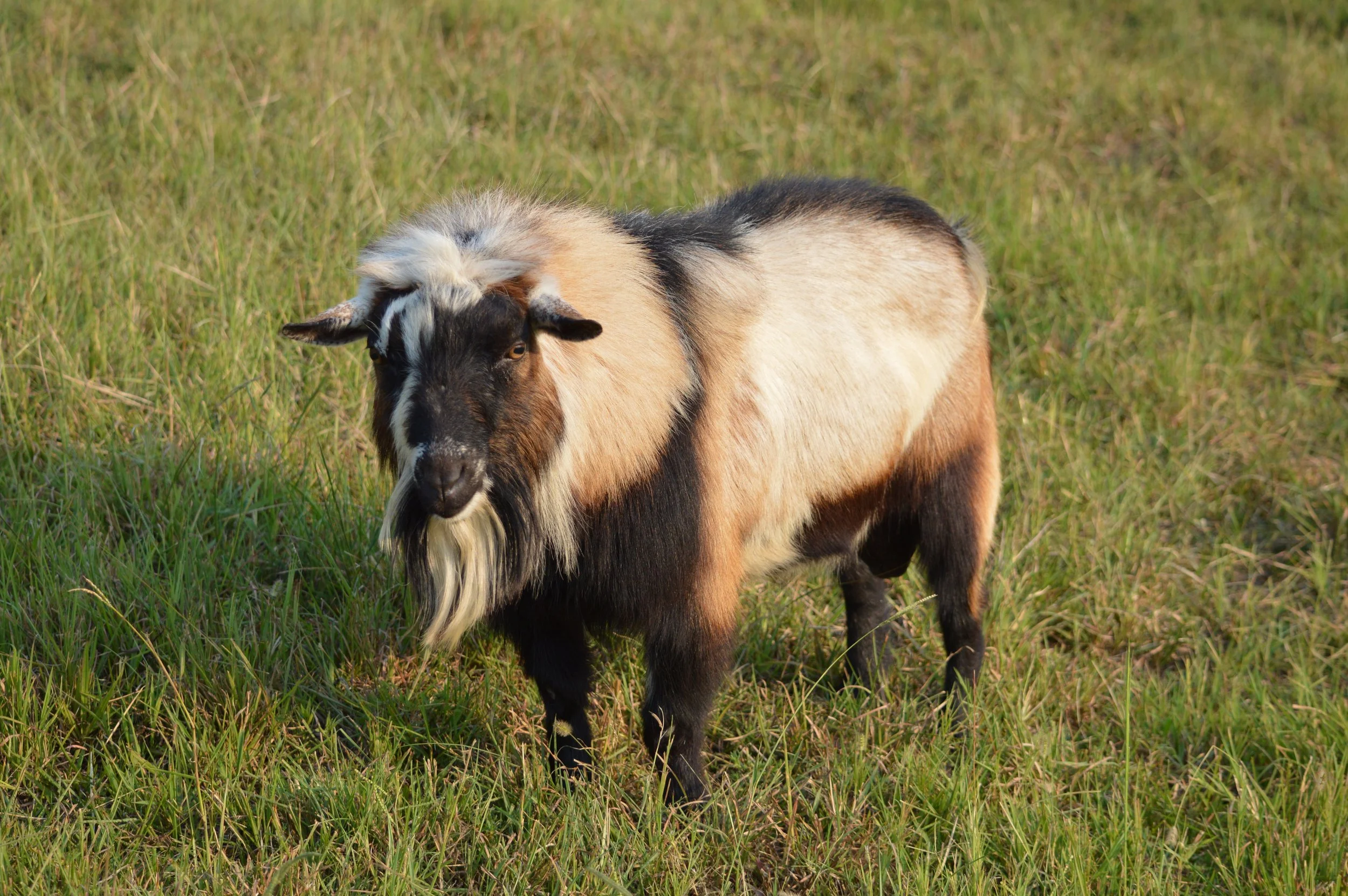 Wise Guy, photo taken 09/10/2021