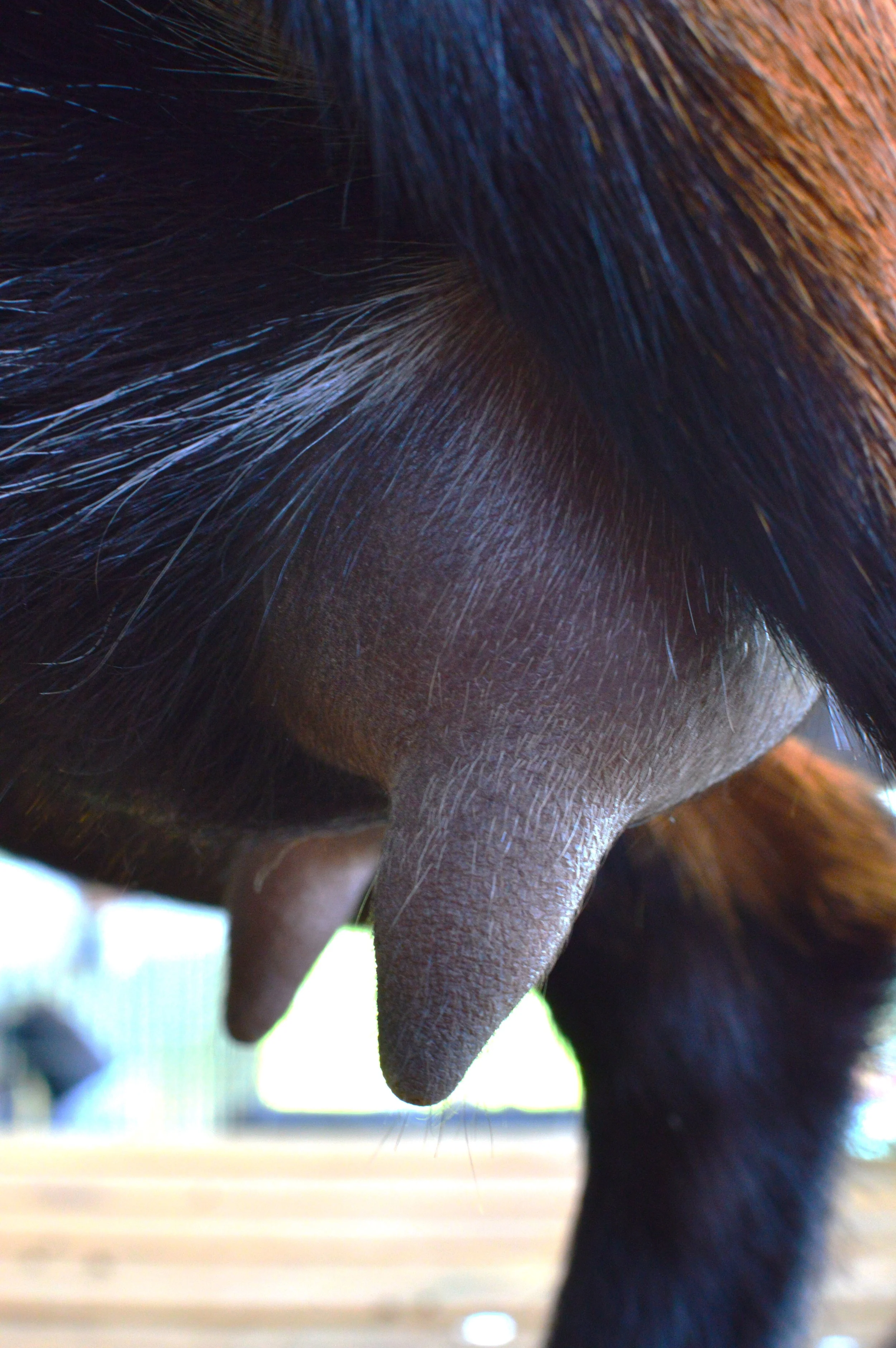 Fruity's first freshening udder, photo taken 07/27/2023 (freshened 04/04/2023 w/a single)