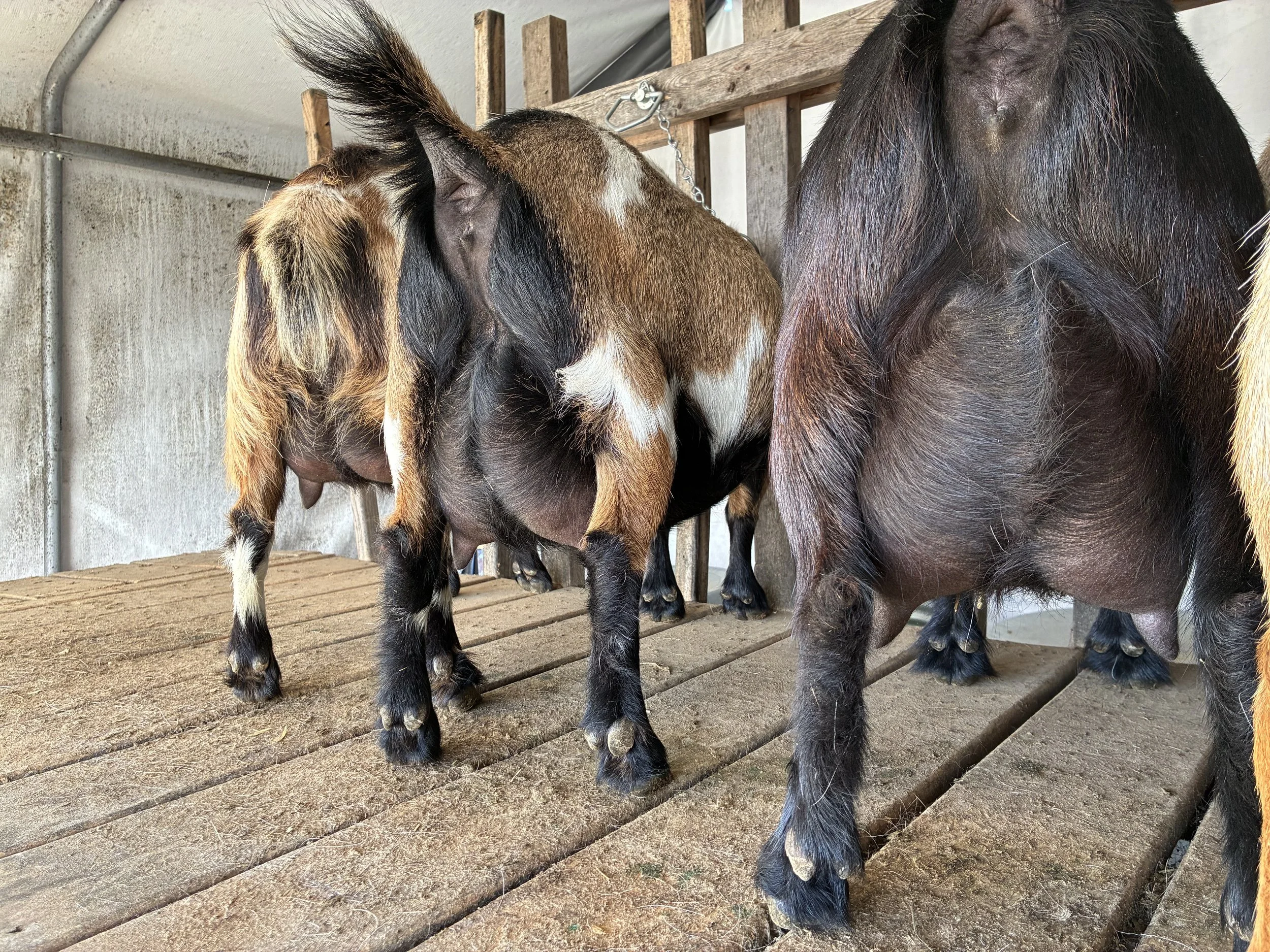 Daytona, R (FF) pictured 01/07/2026, freshened 06/03/2025