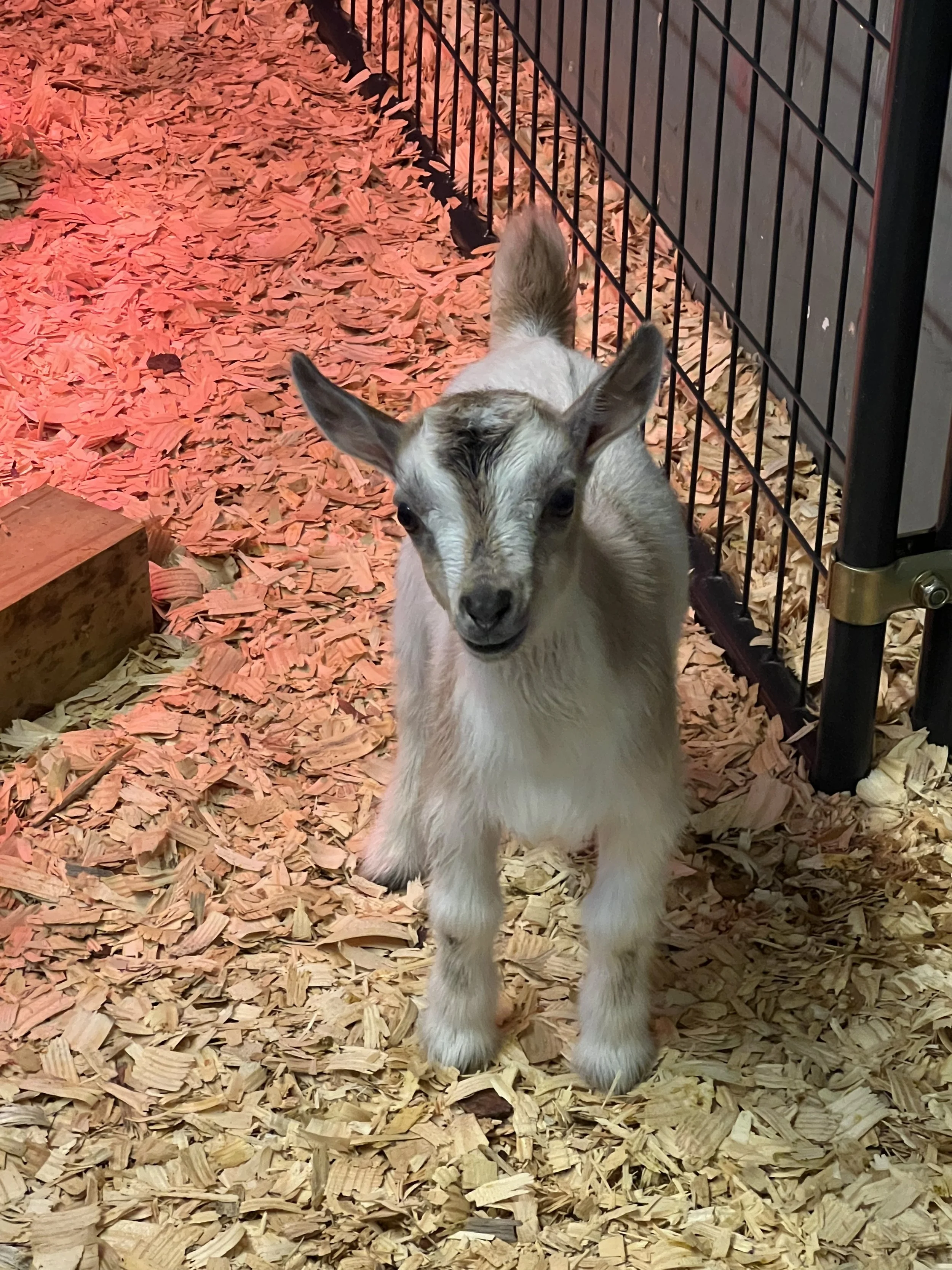 Photo courtesy of Garrett Berry at GTB Farm